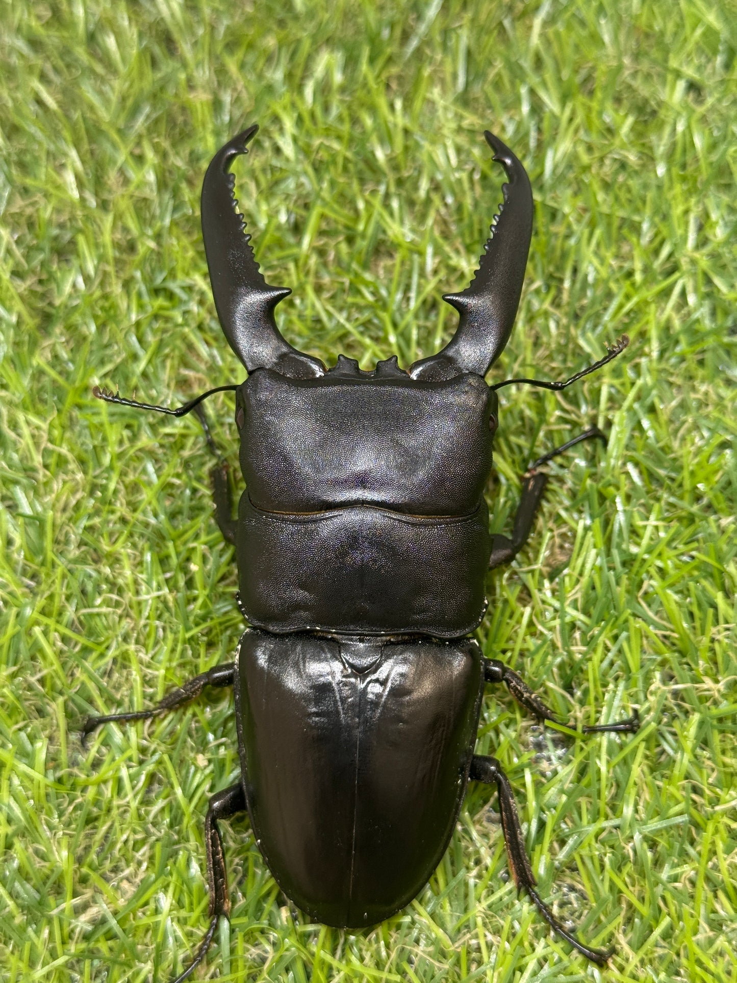 パラワンオオヒラタクワガタ(マンタリガハン産)♂100.4mm成虫ペア