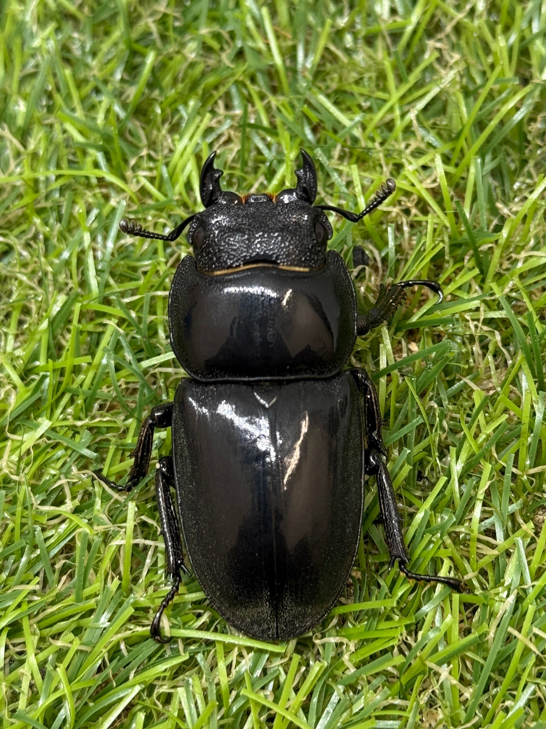 パラワンオオヒラタクワガタ ♀45.8mm単品 – 昆虫ショップNexus