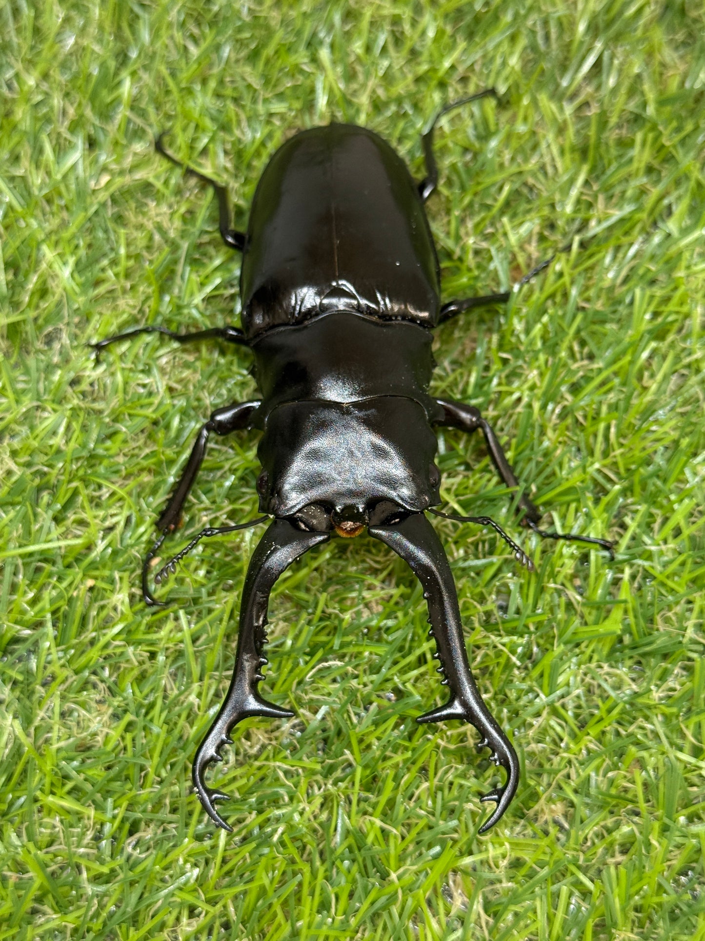 ギラファノコギリクワガタ原名亜種 ♂102.6mm成虫ペア