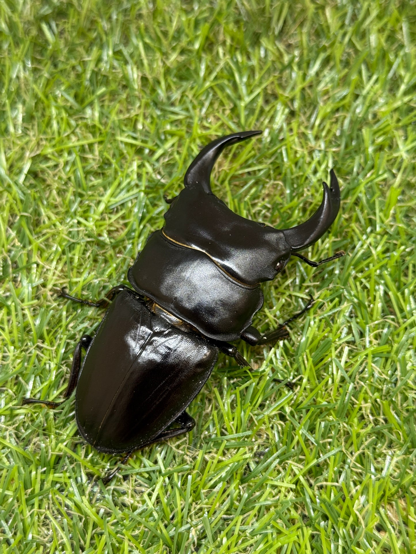 オオクワガタ 奈良輪川西 ♂77.1mm成虫ペア