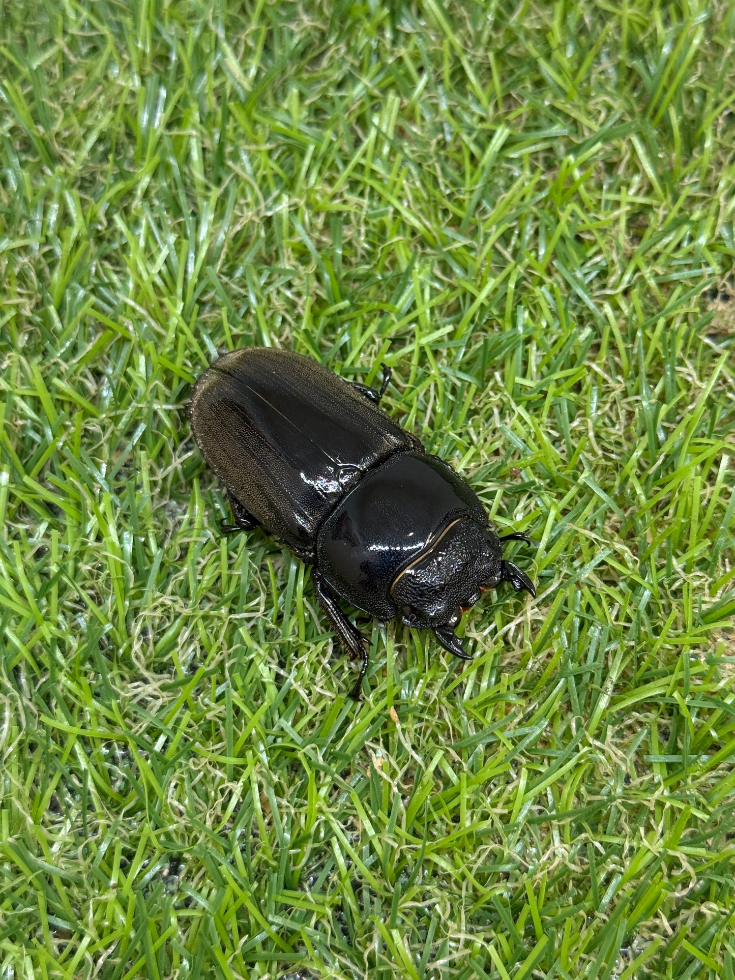 ダイオウヒラタクワガタ ♂freeサイズ成虫ペア