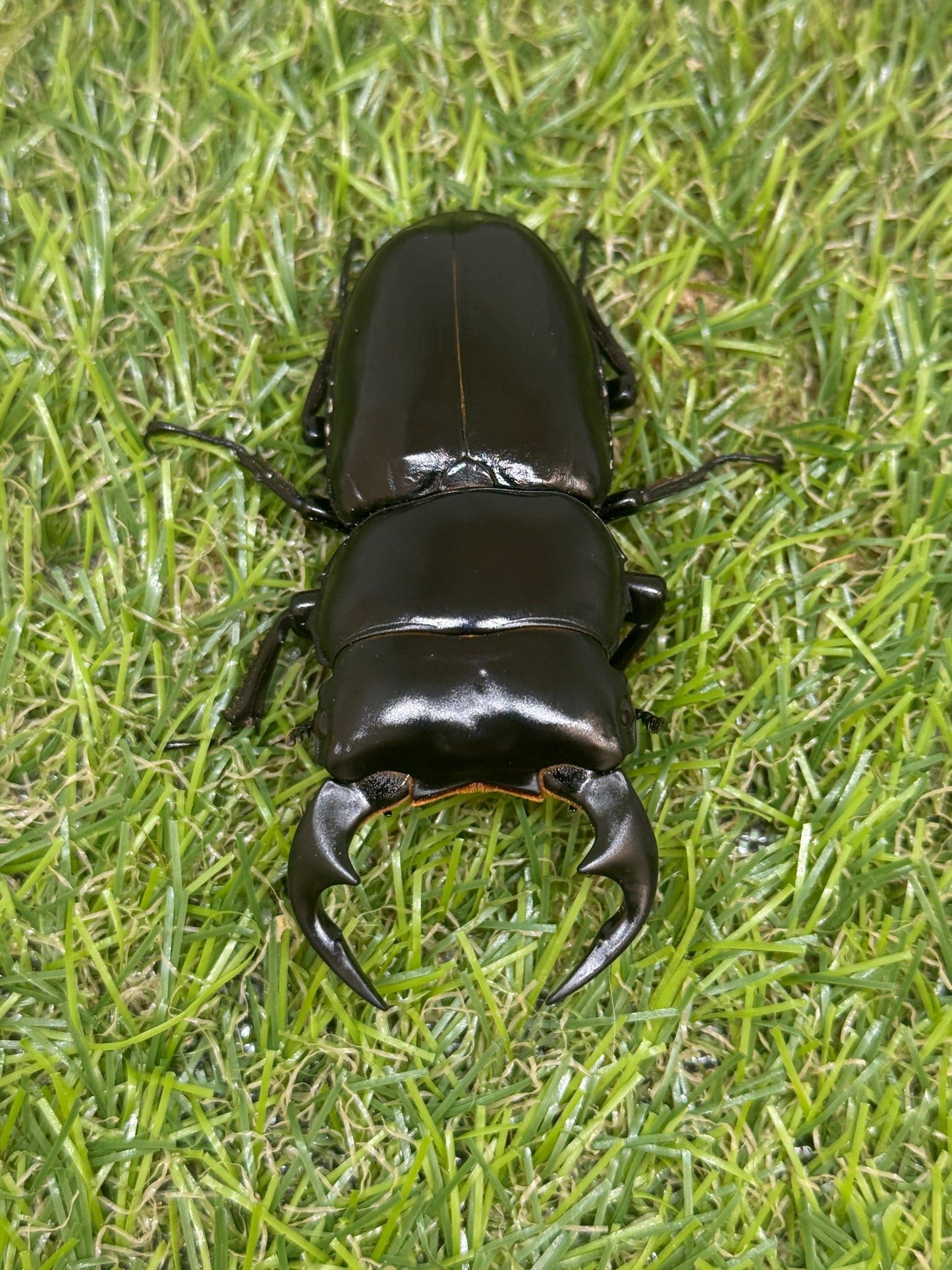 インドアンタエウスオオクワガタ ♂71mm成虫ペア