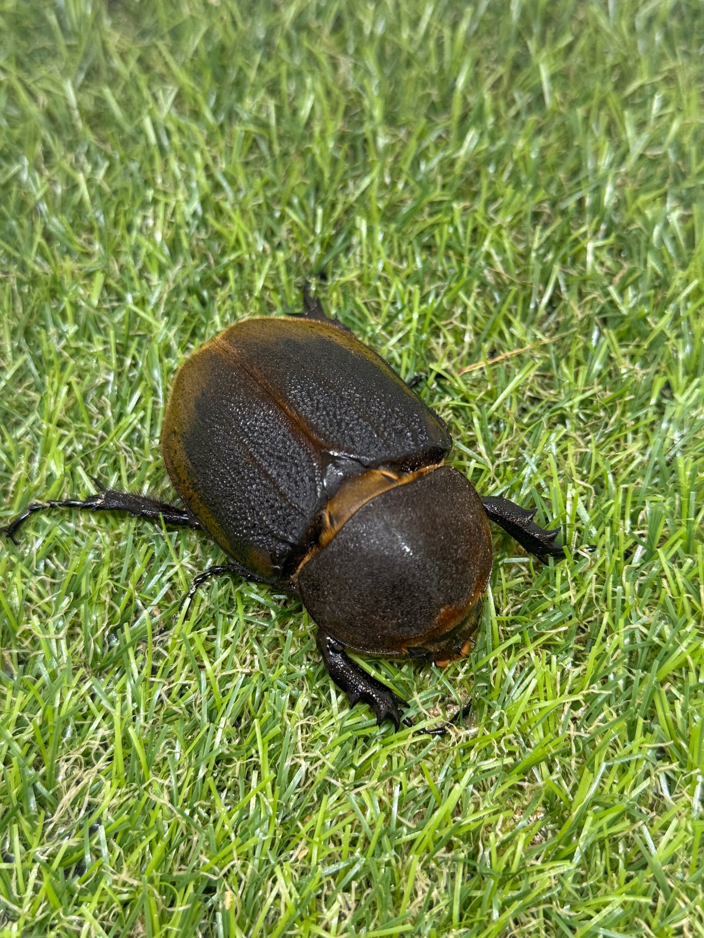 DH・エクアトリアヌス ♂140mm成虫ペア
