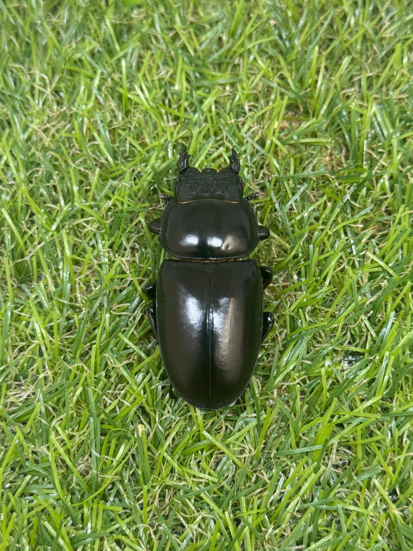 インドアンタエウスオオクワガタ ♂71mm成虫ペア