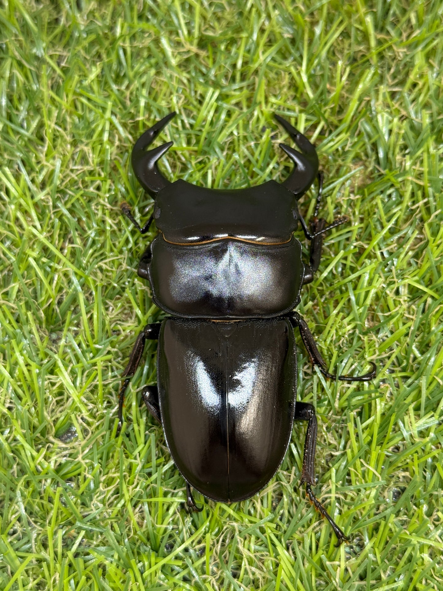 グランディスオオクワガタ ♂77.8mm成虫ペア