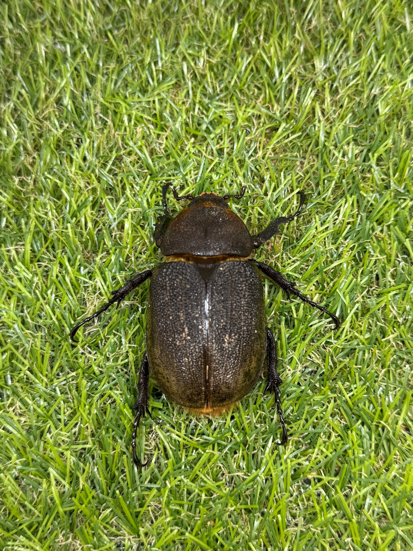 DH・ヘラクレス ♂130mm成虫ペア