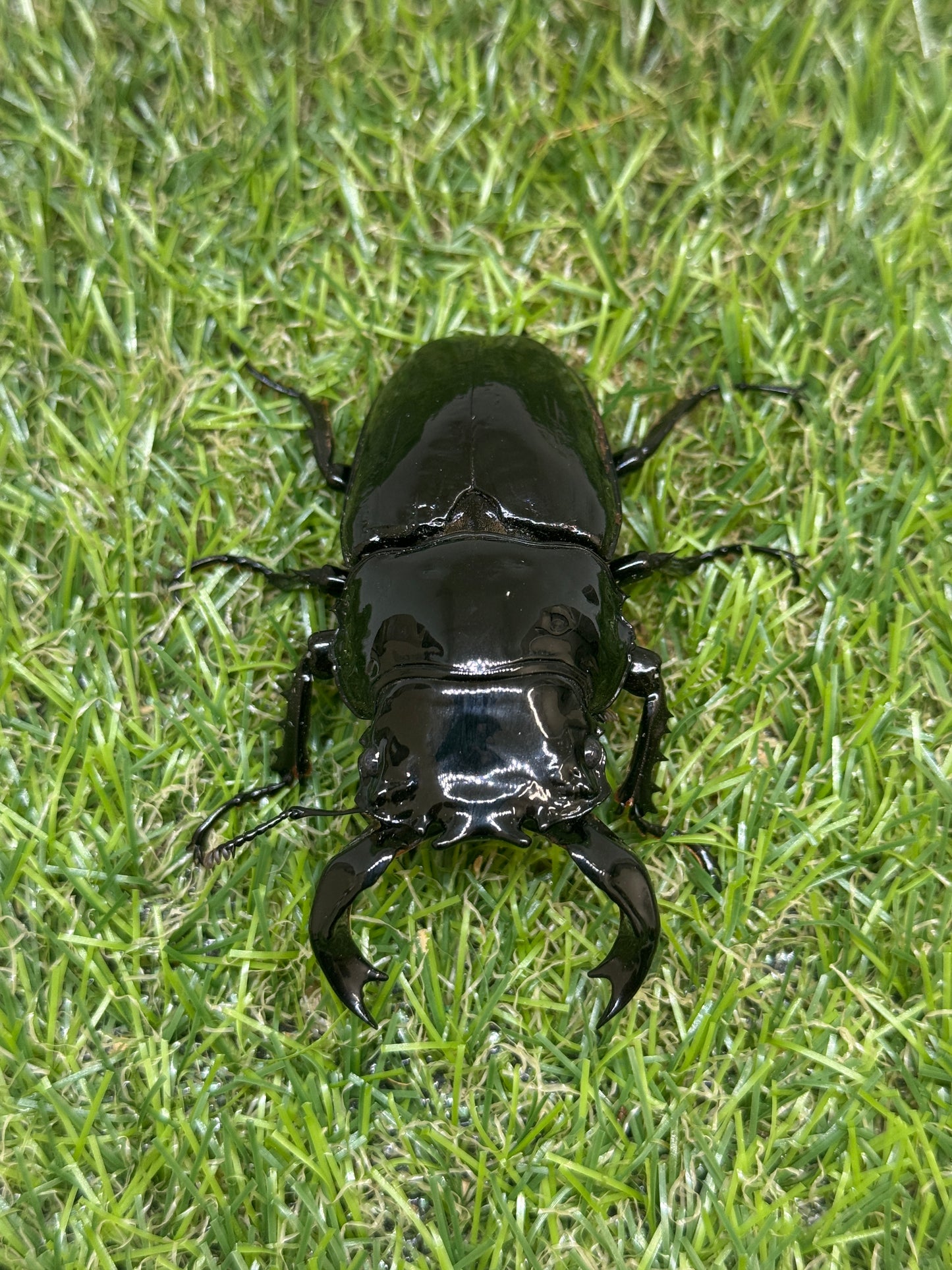 タランドゥスオオツヤクワガタ ♂79.6mm成虫ペア