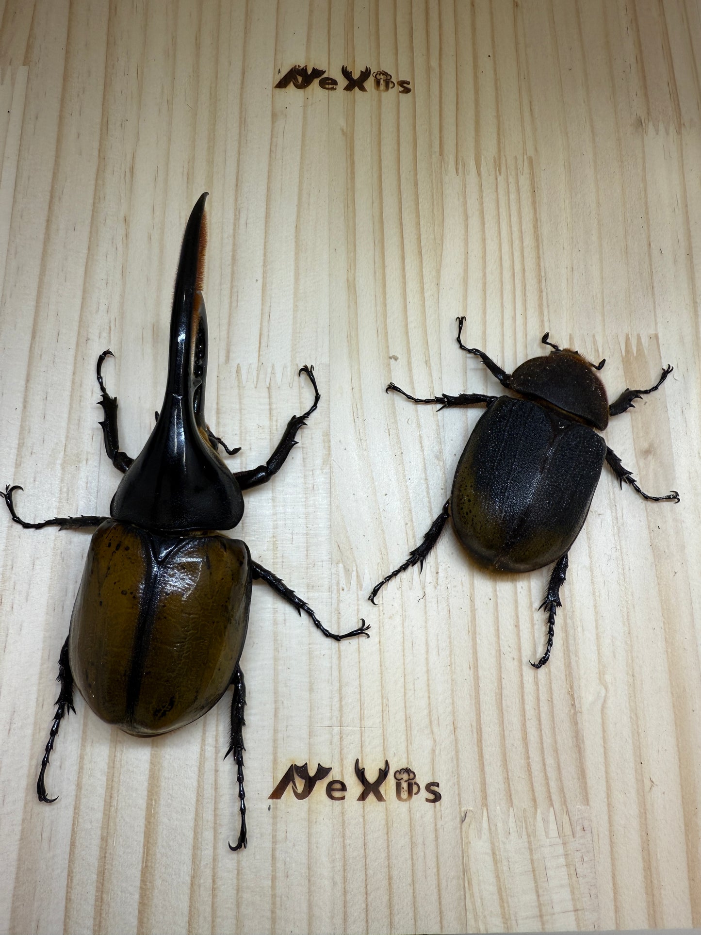 DH・エクアトリアヌス ♂140mm成虫ペア
