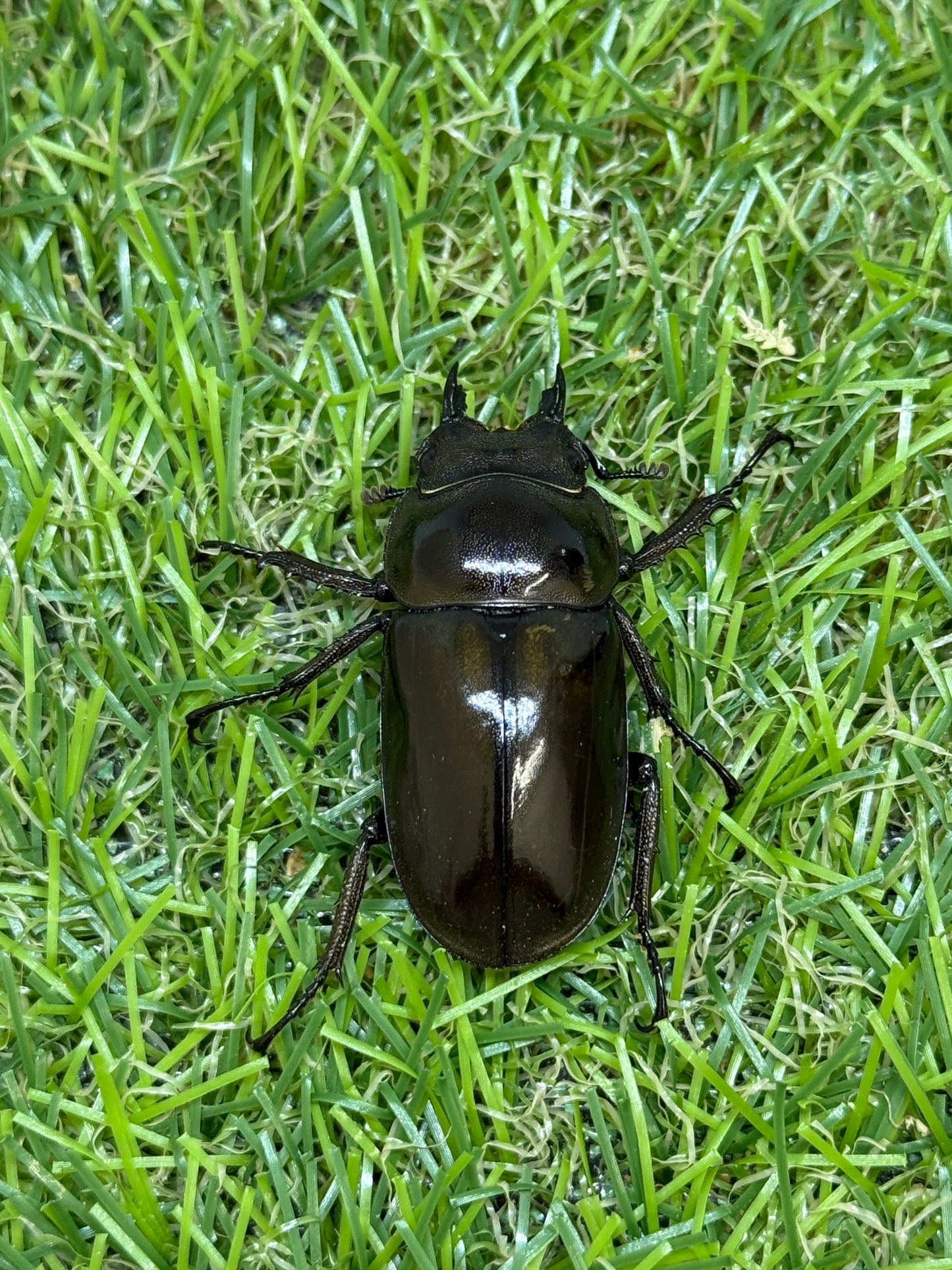 ババオウゴンオニクワガタ 37.7mm♀単品