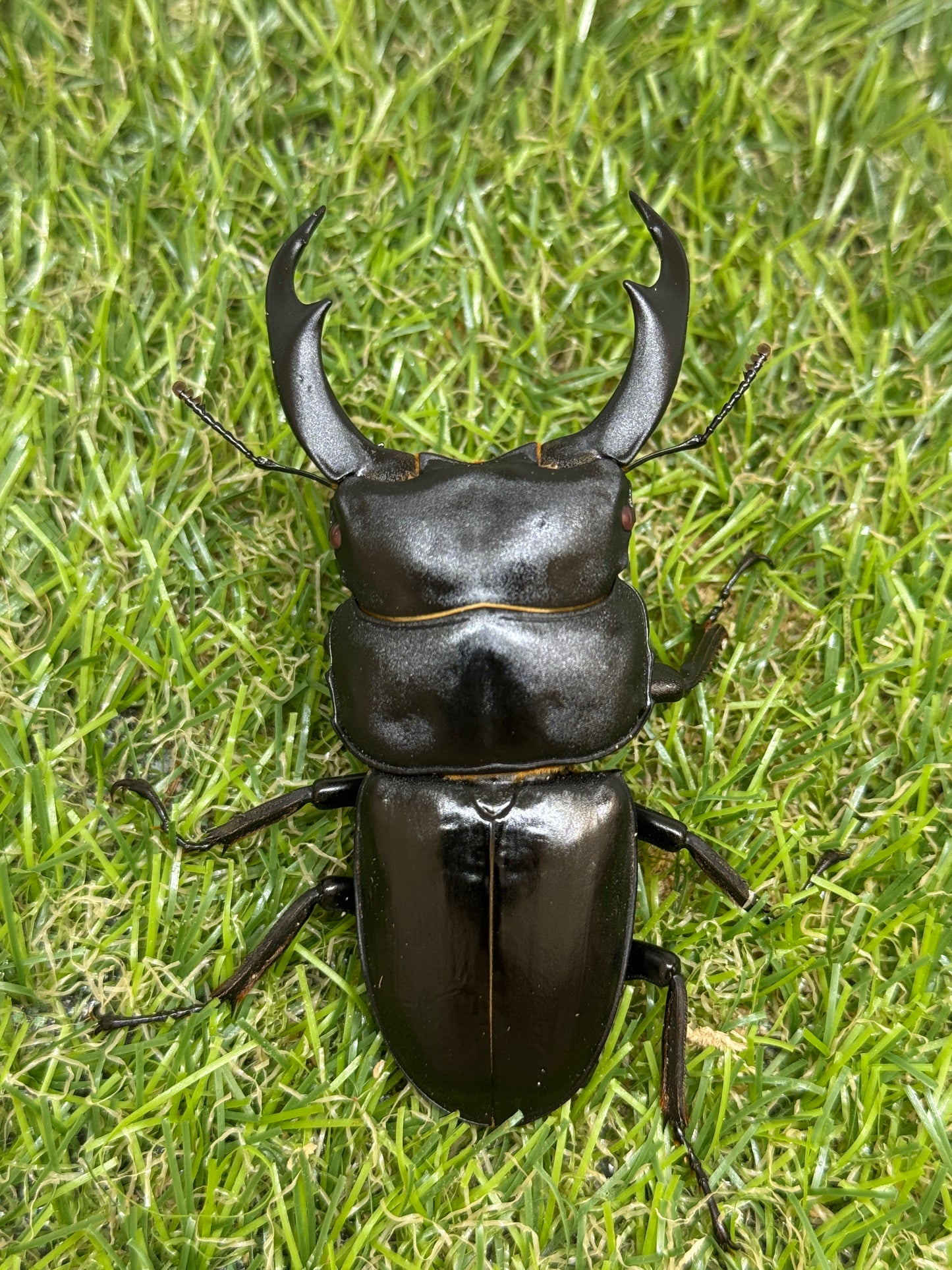 シェンクリンクオオクワガタ(レッドアイ血統)♂80mm成虫トリオ