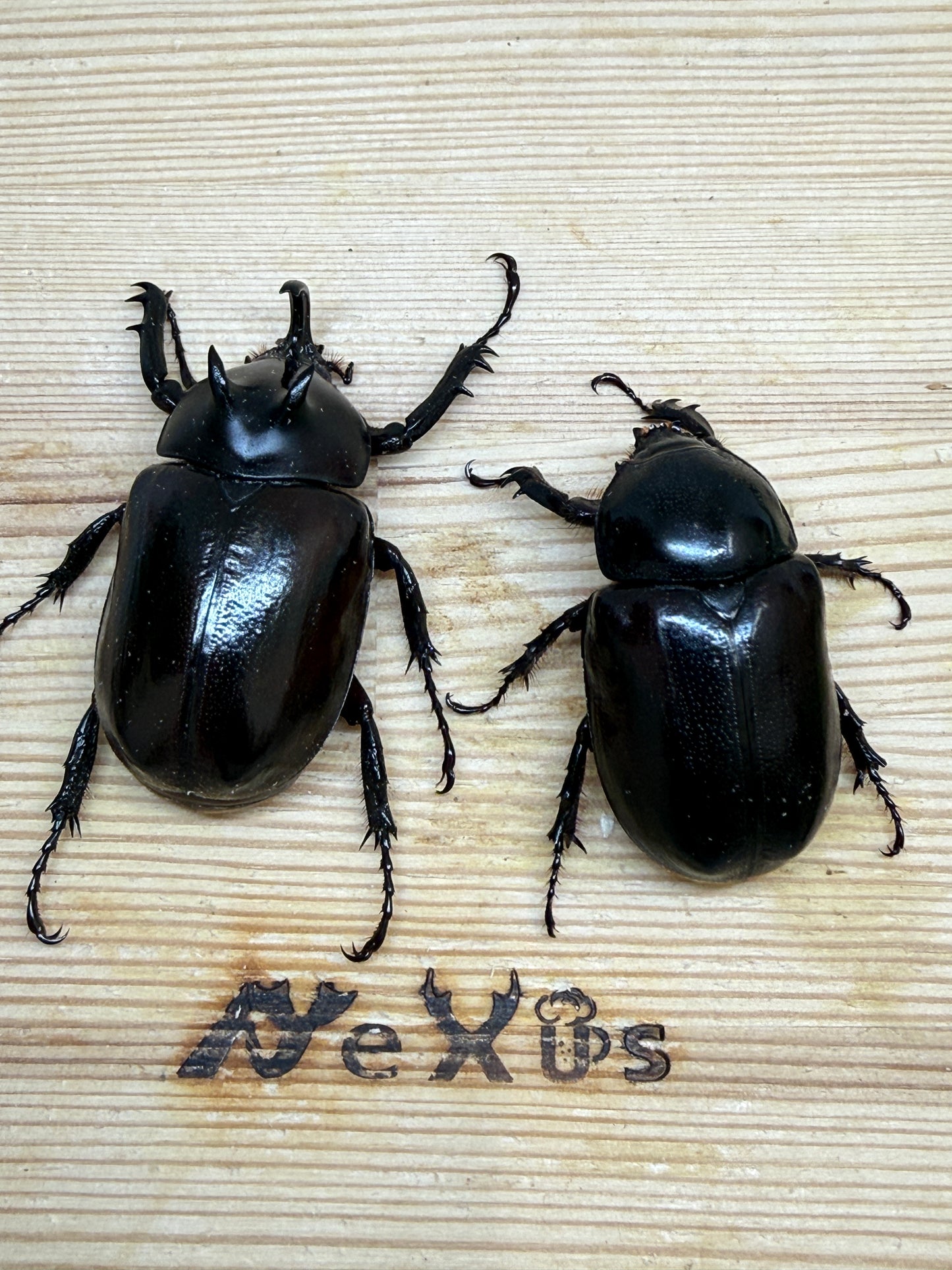 エンドウゴホンヅノカブト ♂49mm成虫ペア