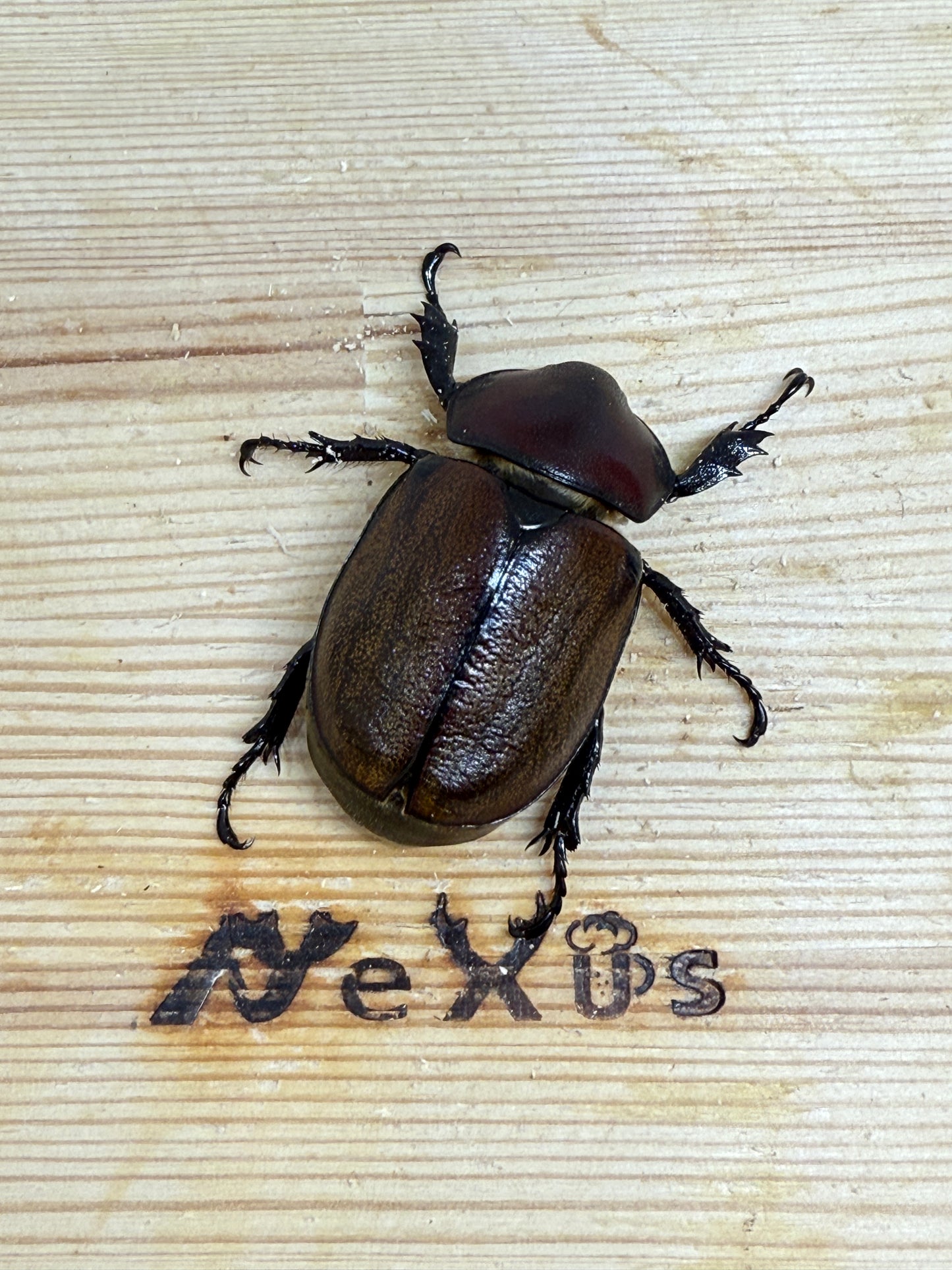 フンボルトヒナカブト ♀単品