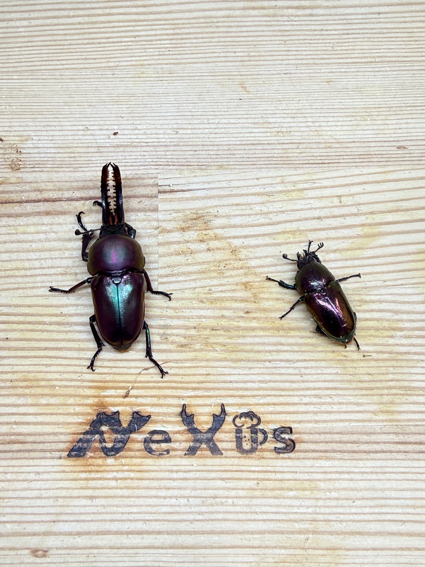 パプアキンイロクワガタ ♂freeサイズ成虫ペア
