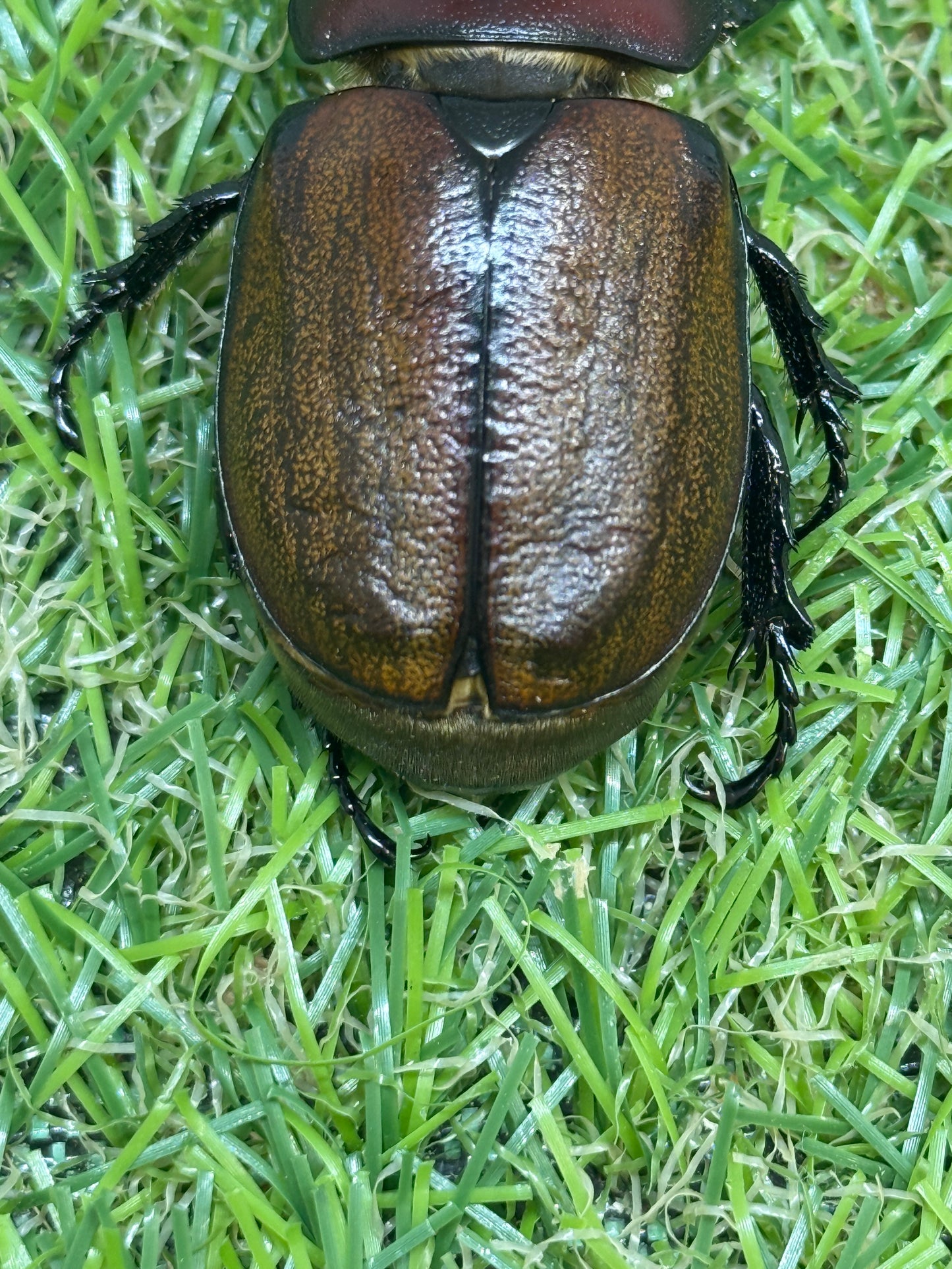 フンボルトヒナカブト ♀単品