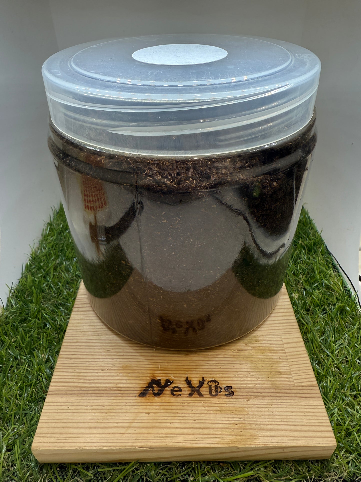 (タイリク)コーカサスオオカブト 幼虫1頭