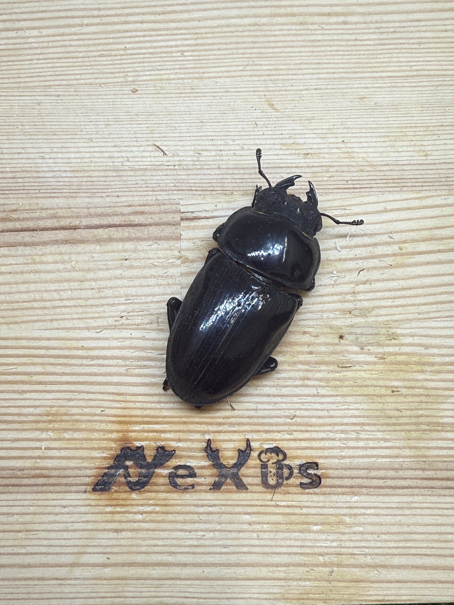 オオクワガタ 奈良輪川西ちなみ血統 ♀50.6mm単品