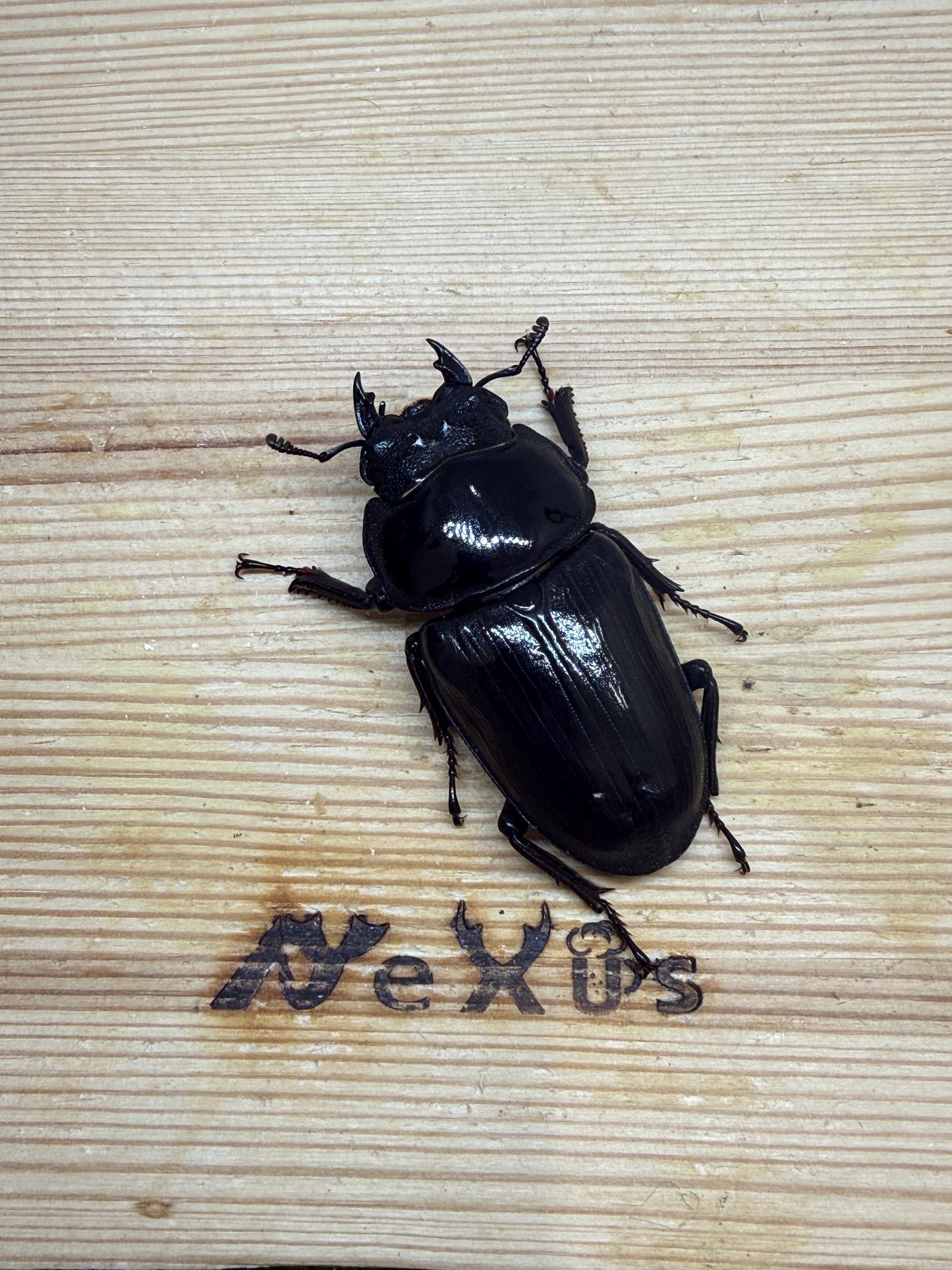 オオクワガタ奈良輪川西 ♀単品53.3mm