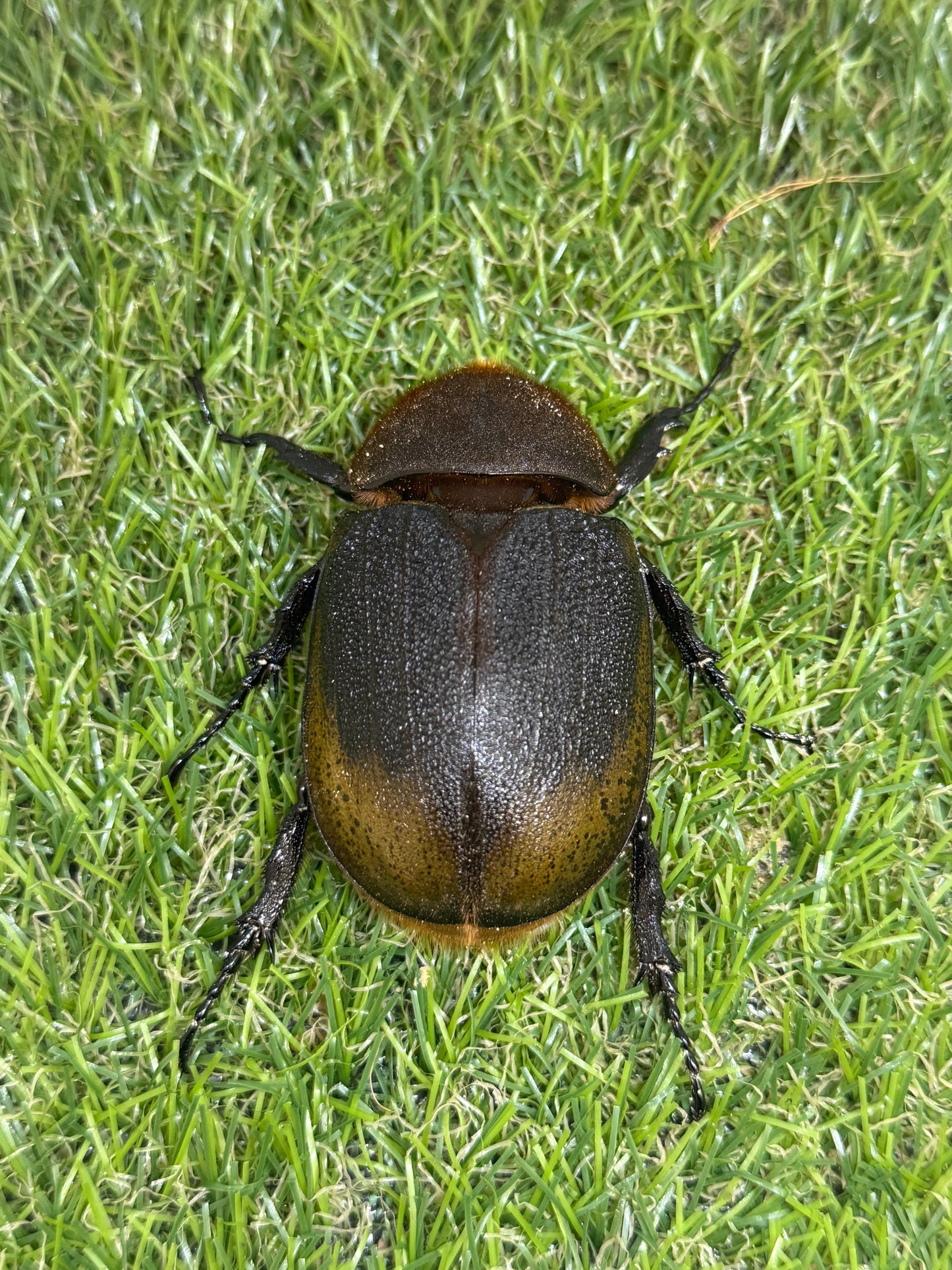 DH・エクアトリアヌス ♂140mm成虫ペア