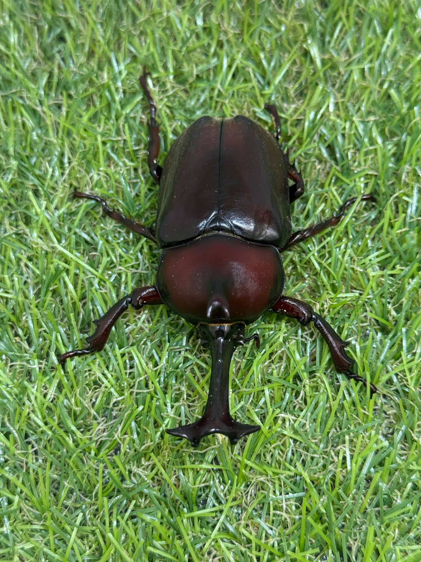 カブトムシ サイズfree成虫ペア