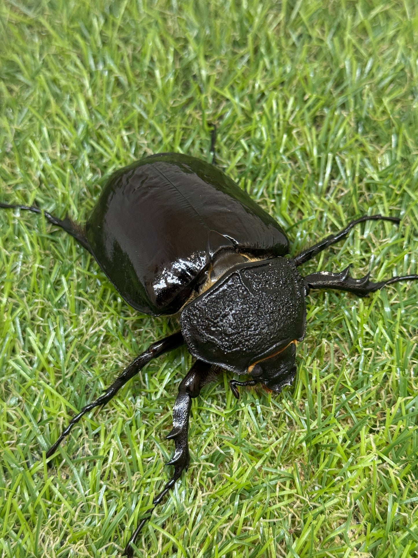 マルスゾウカブト ♂102mm成虫ペア