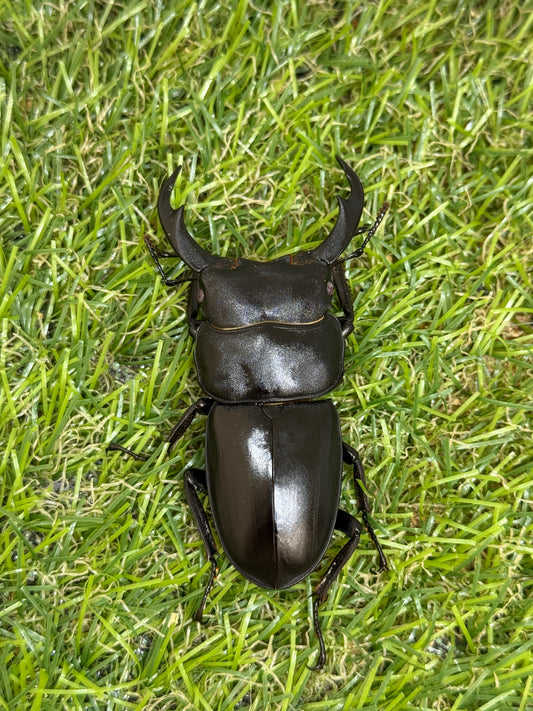 シェンクリンクオオクワガタ(レッドアイ血統)♂64mm成虫ペア
