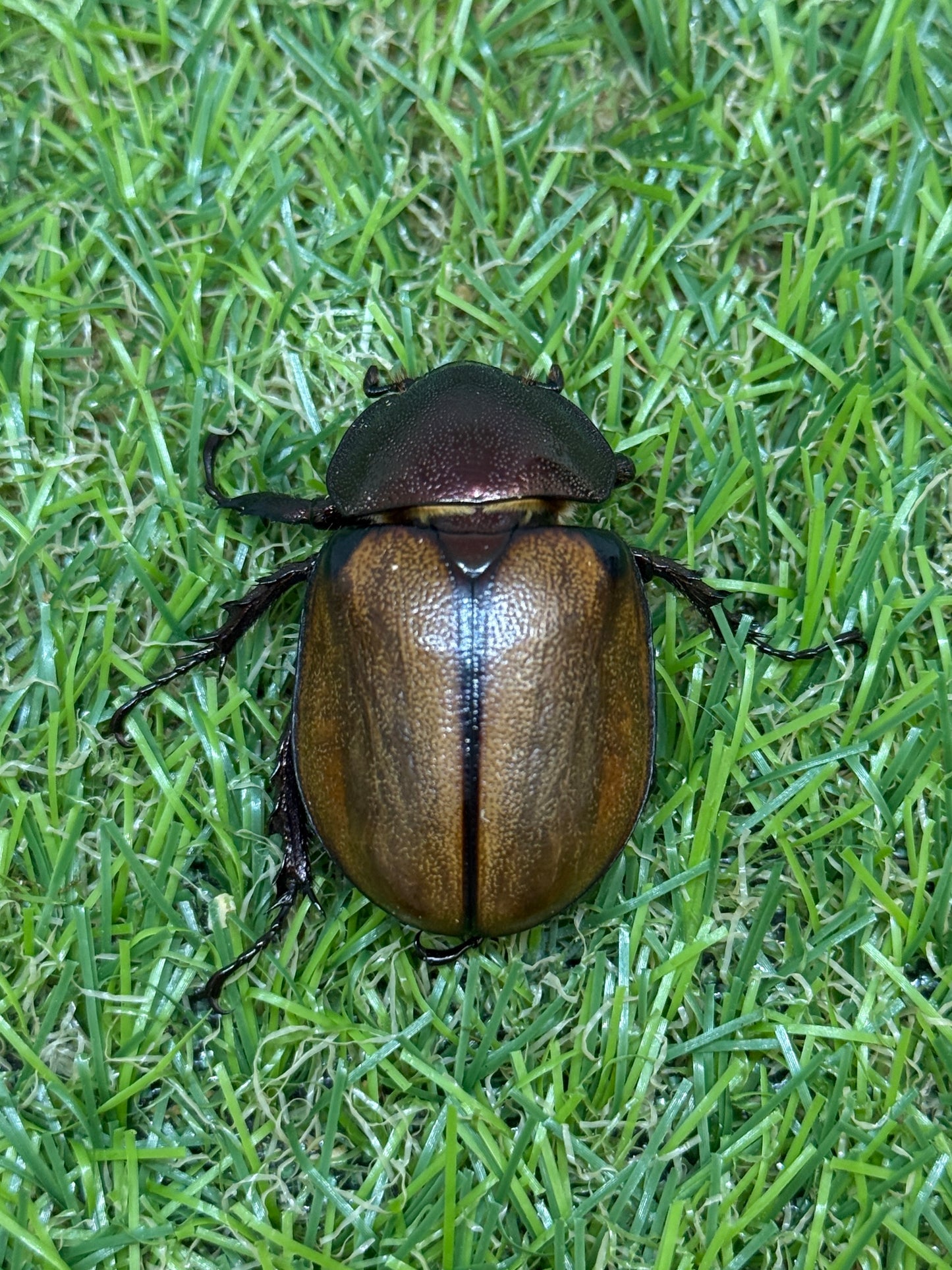 マルガリータヒナカブト ♂freeサイズ成虫ペア
