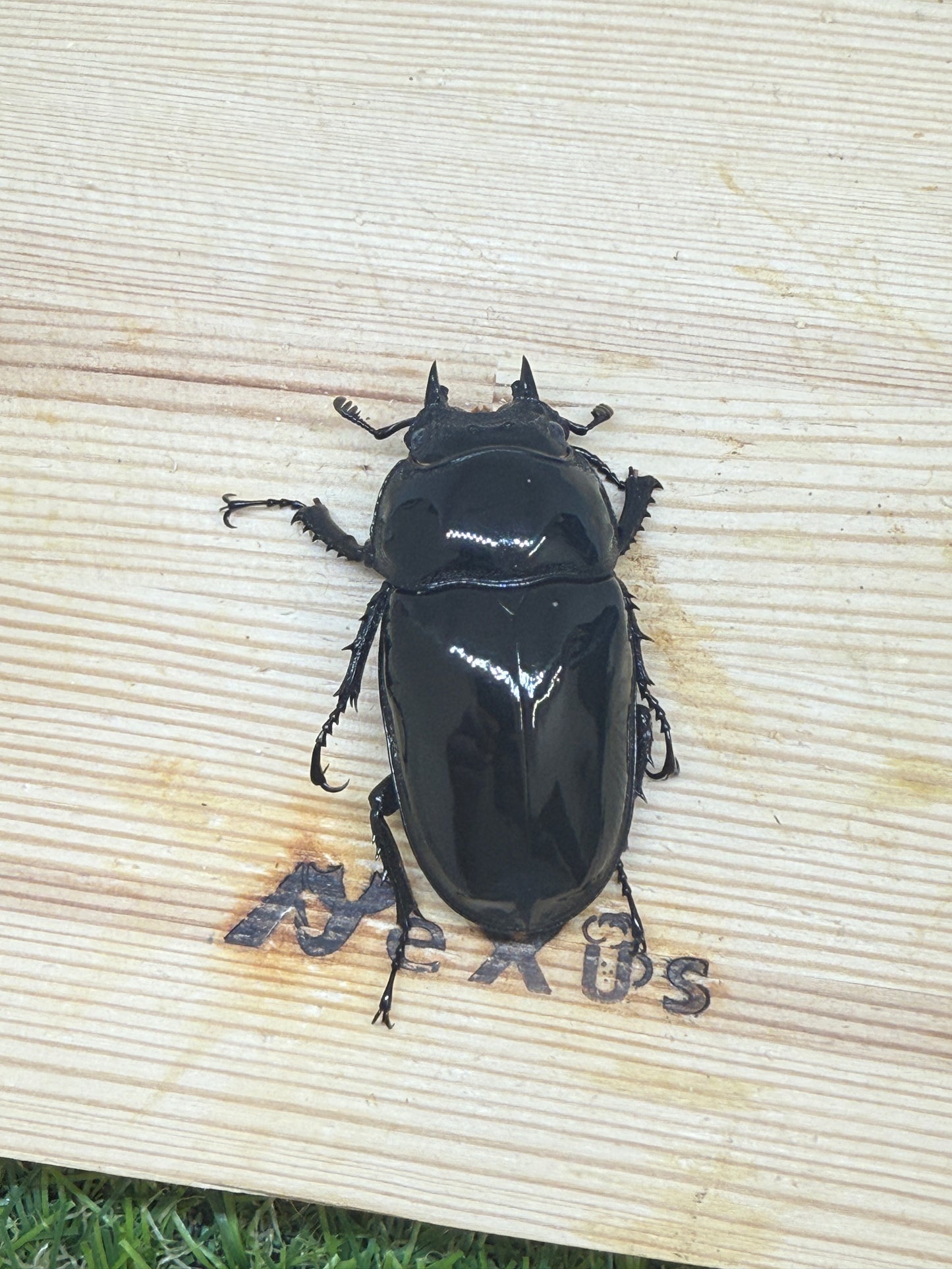タランドゥスオオツヤクワガタ ♀54.4mm単品