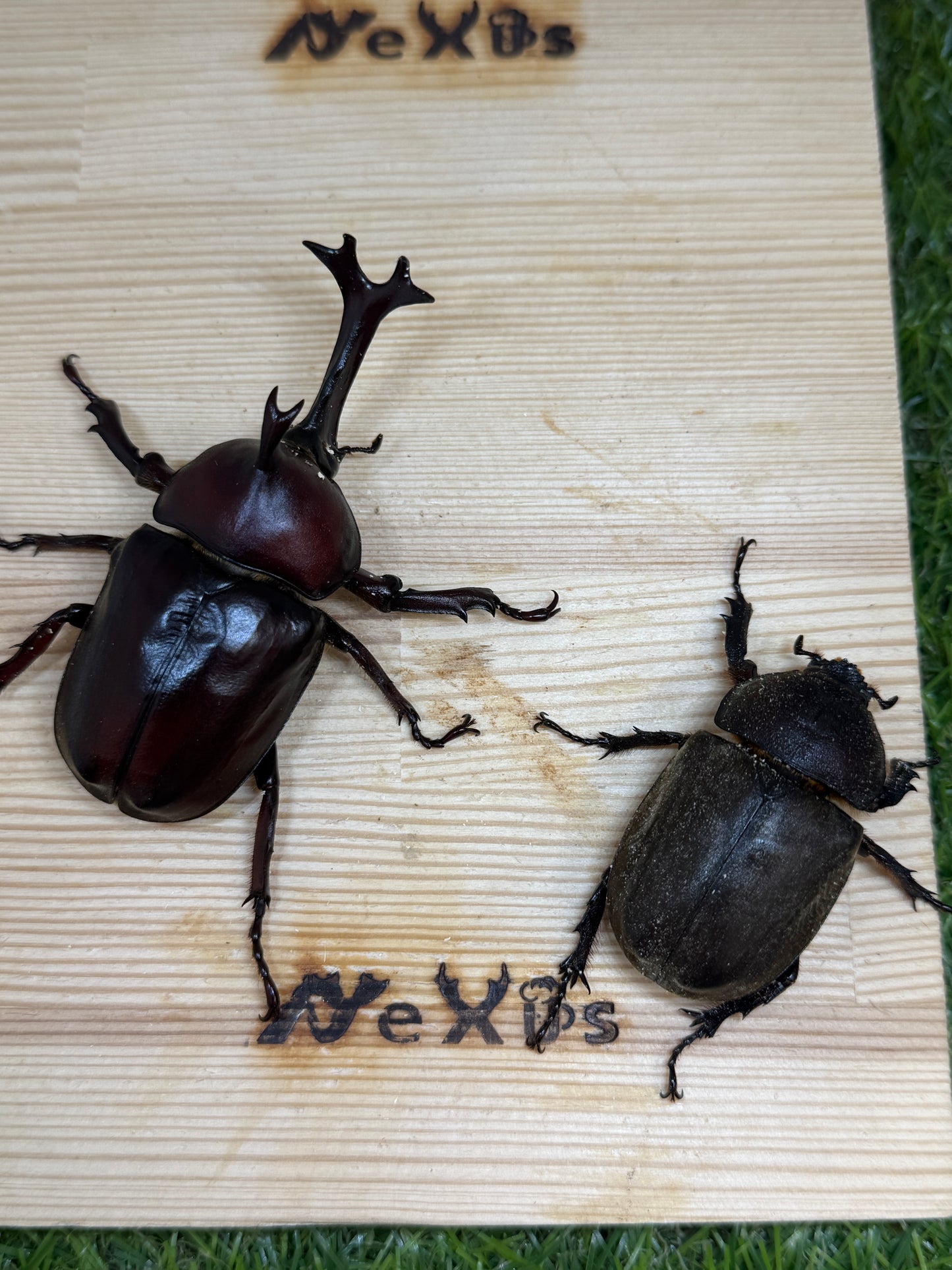カブトムシ サイズfree成虫ペア