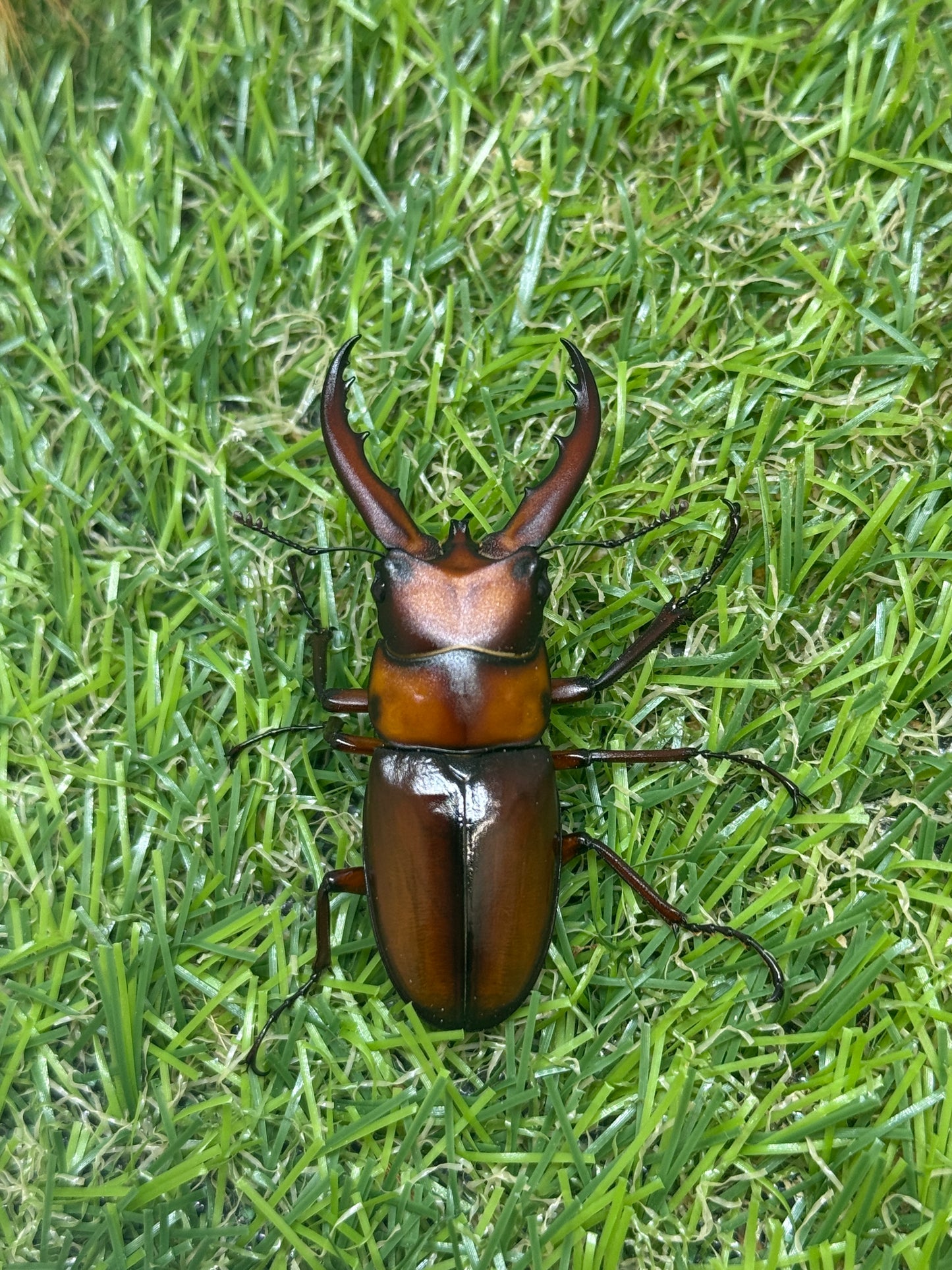 トカラノコギリクワガタ freeサイズ成虫ペア