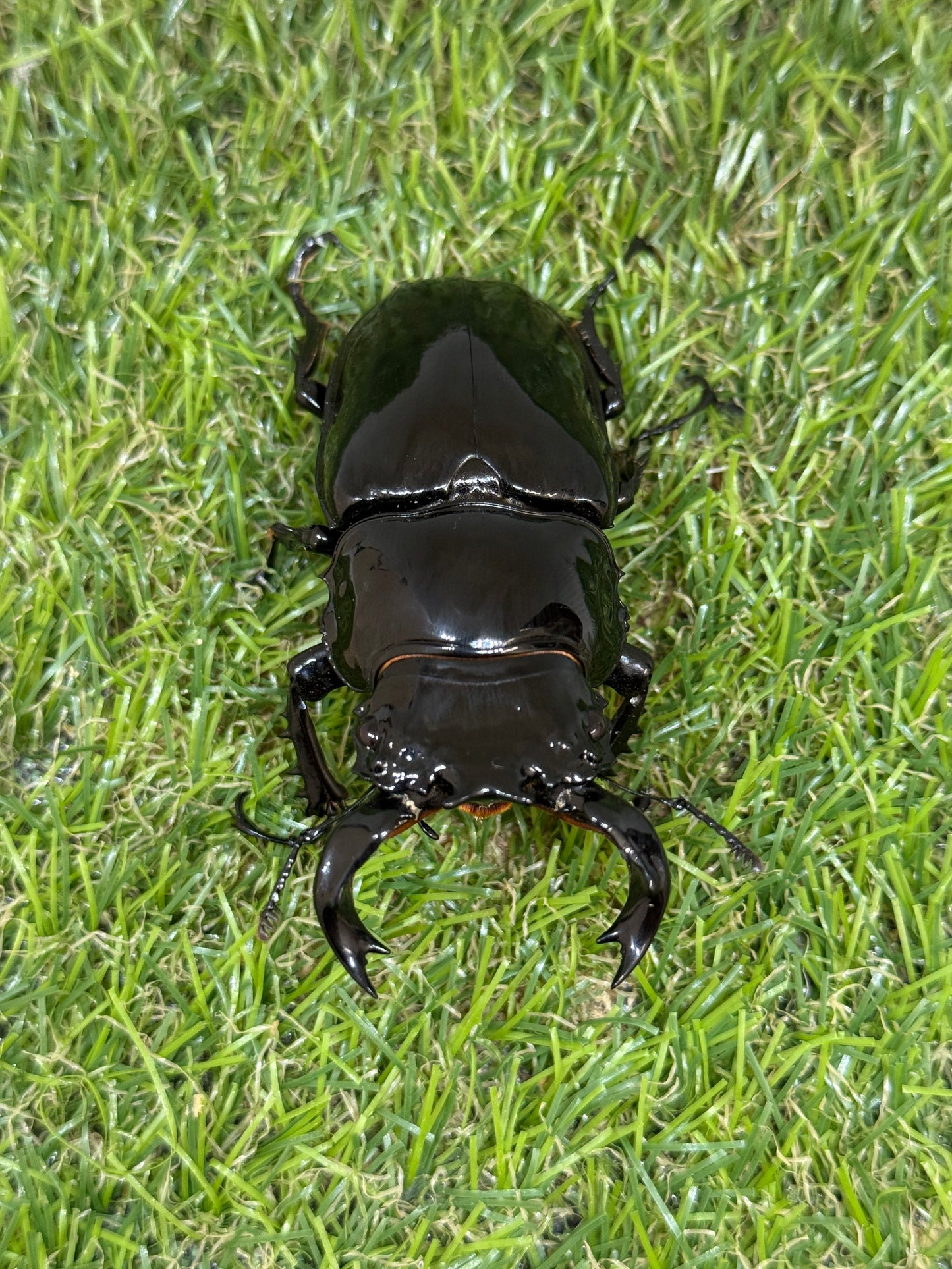 タランドゥスオオツヤクワガタ ♂78.2mm成虫ペア