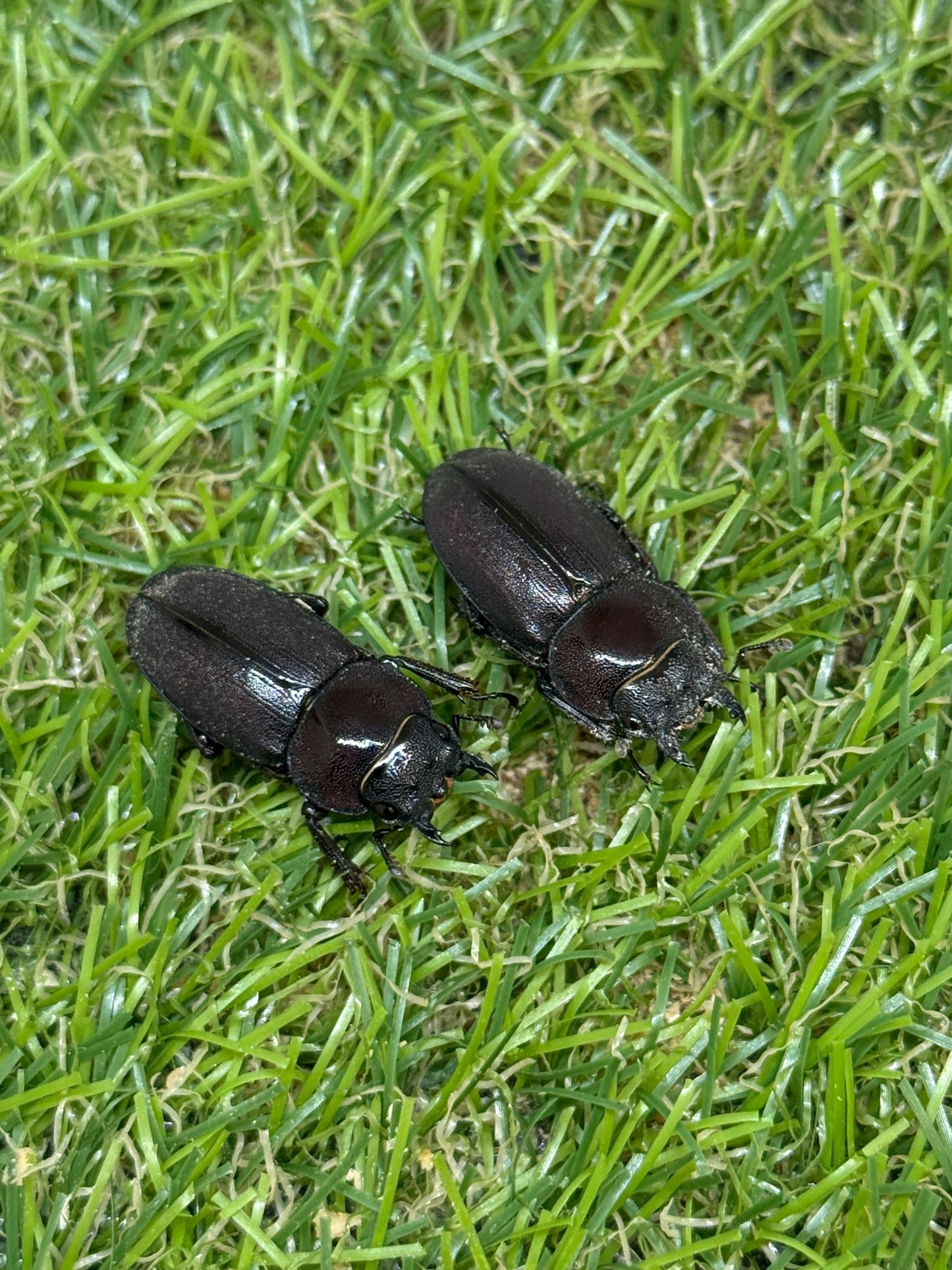 ヤクシマコクワガタ 成虫トリオ