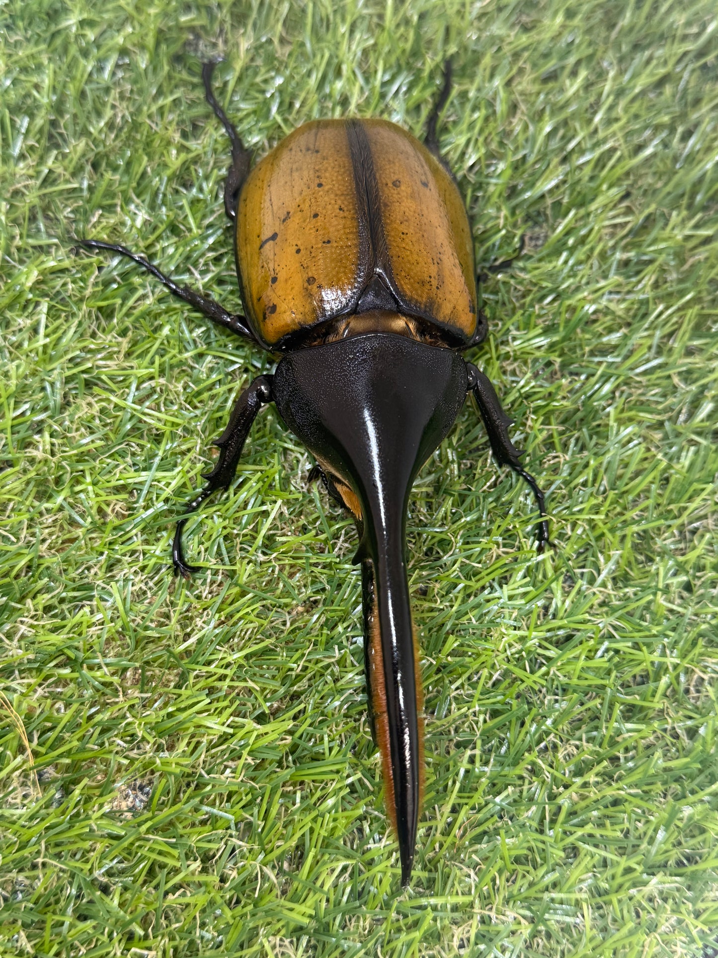 DH・エクアトリアヌス ♂132mm成虫ペア