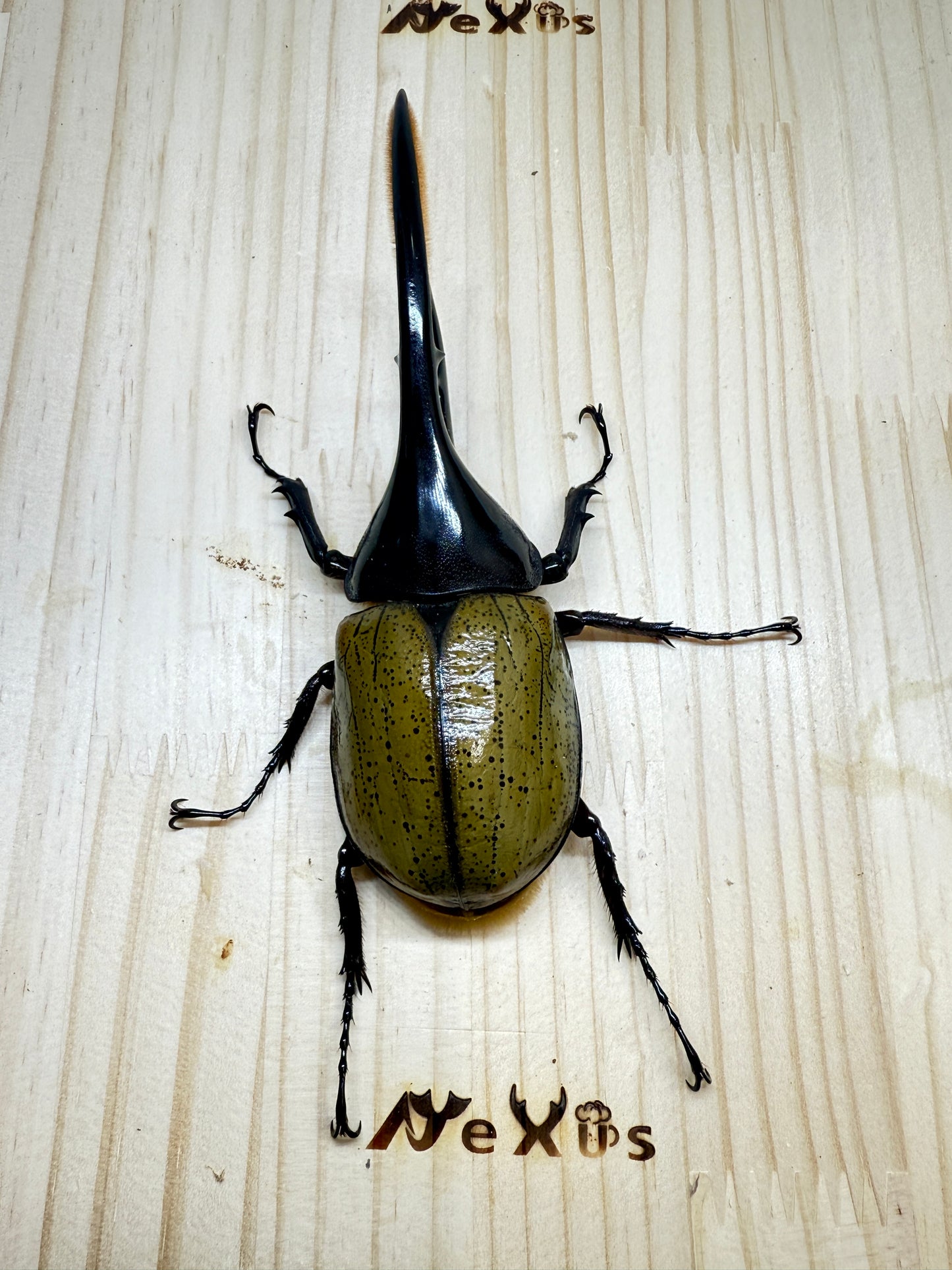 DH・ヘラクレス ♂138mm単品