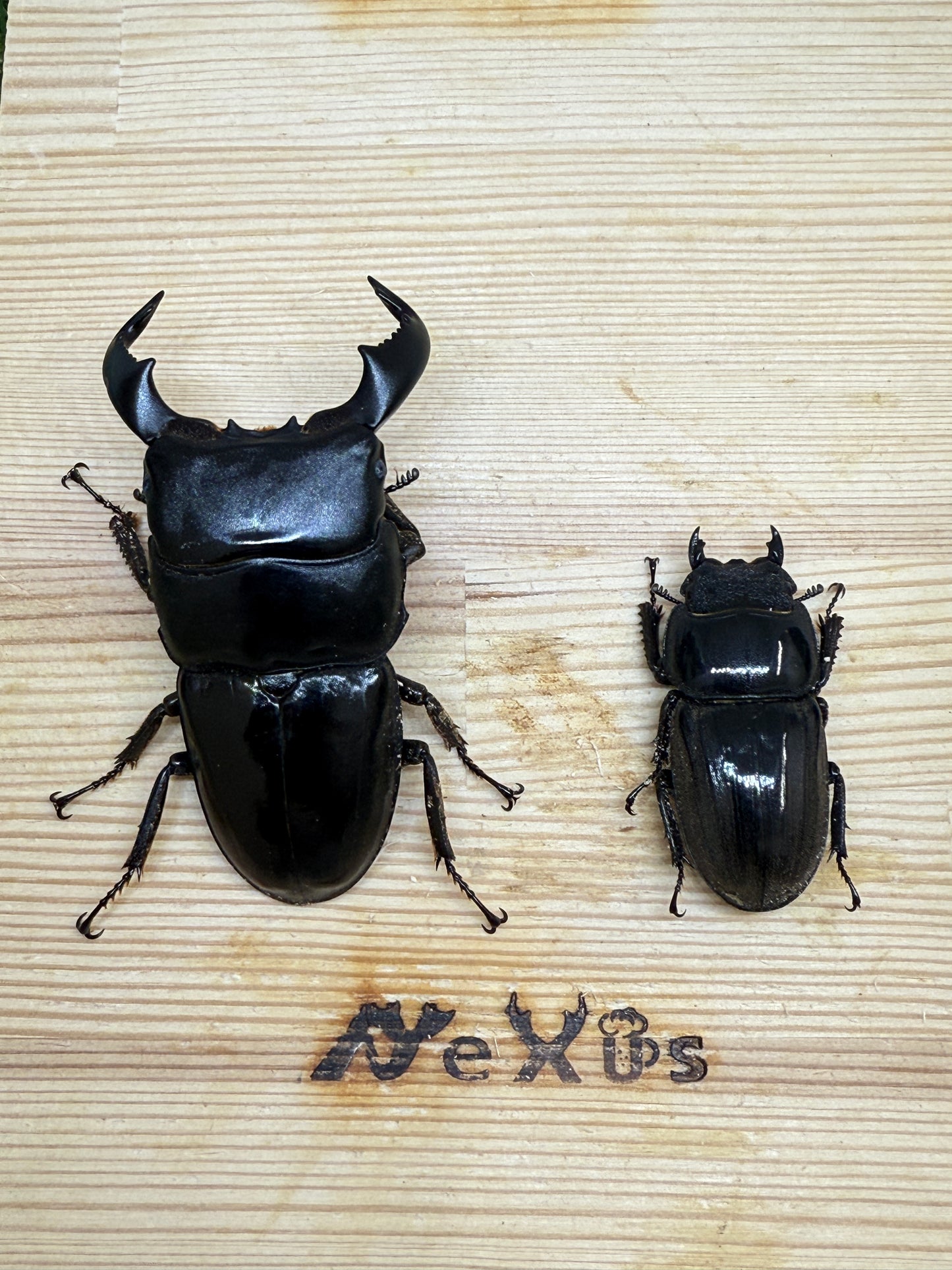 ダイオウヒラタクワガタ ♂freeサイズ成虫ペア