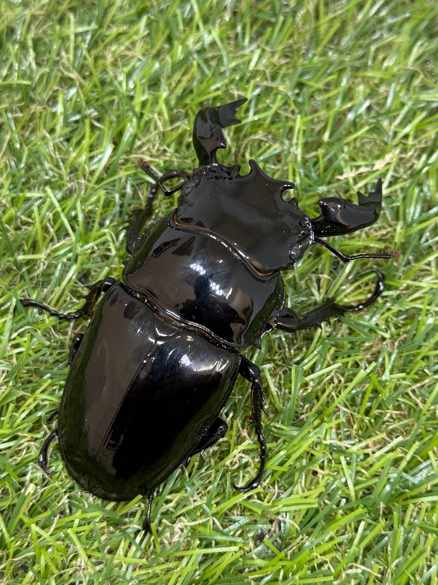 タランドゥスオオツヤクワガタ ♂79mm成虫ペア