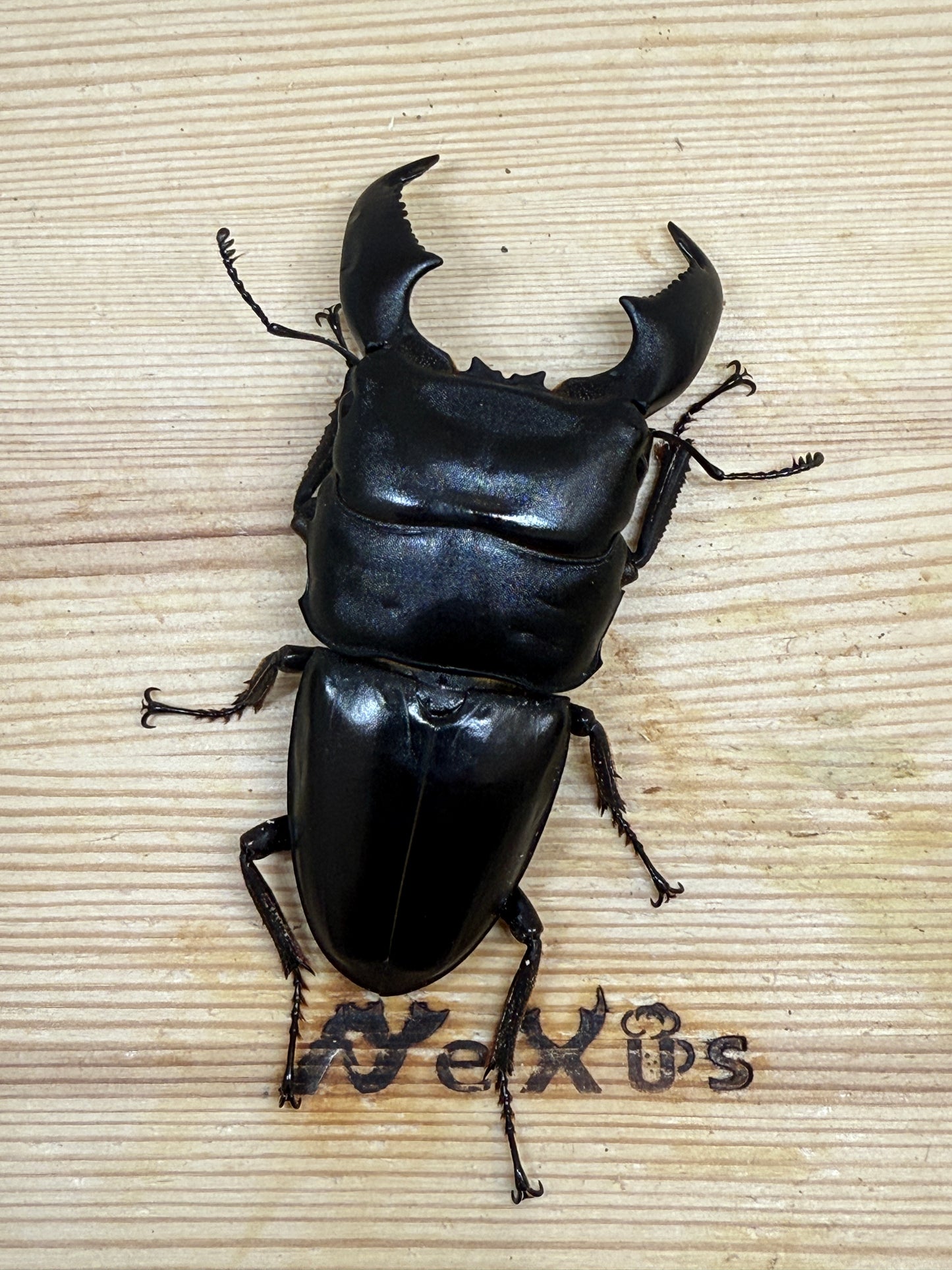 スマトラヒラタクワガタ ♂83mm単品