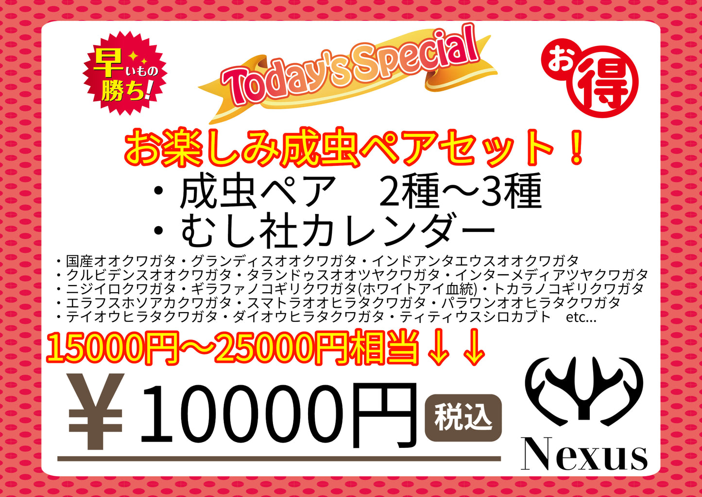 福袋 お楽しみ成虫ペアセット!