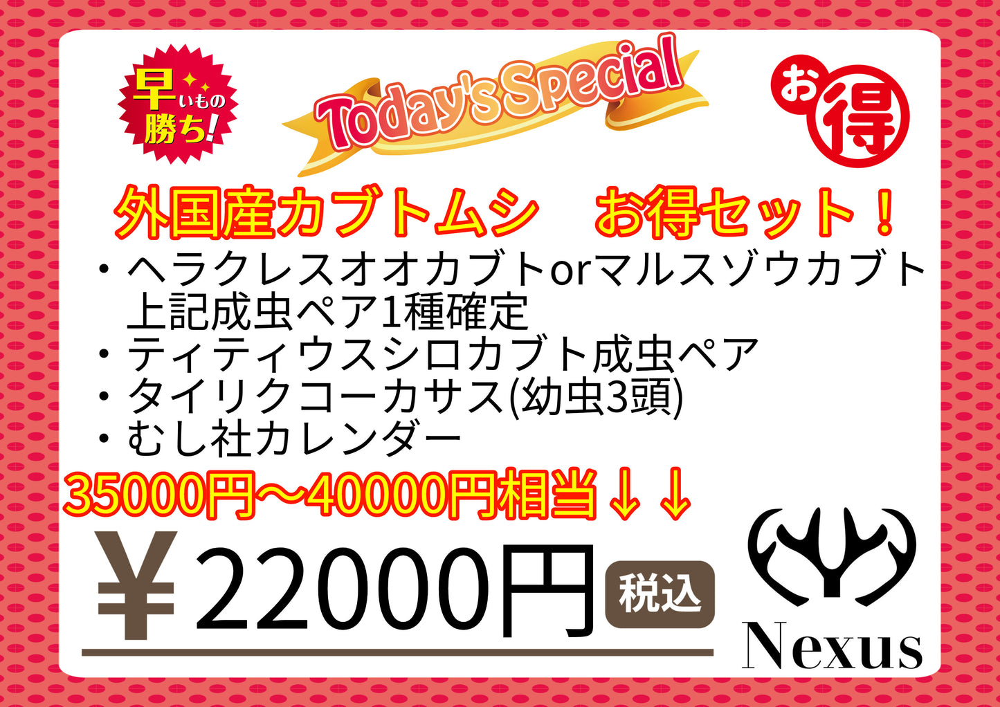 福袋 外国産カブトムシお得セット!