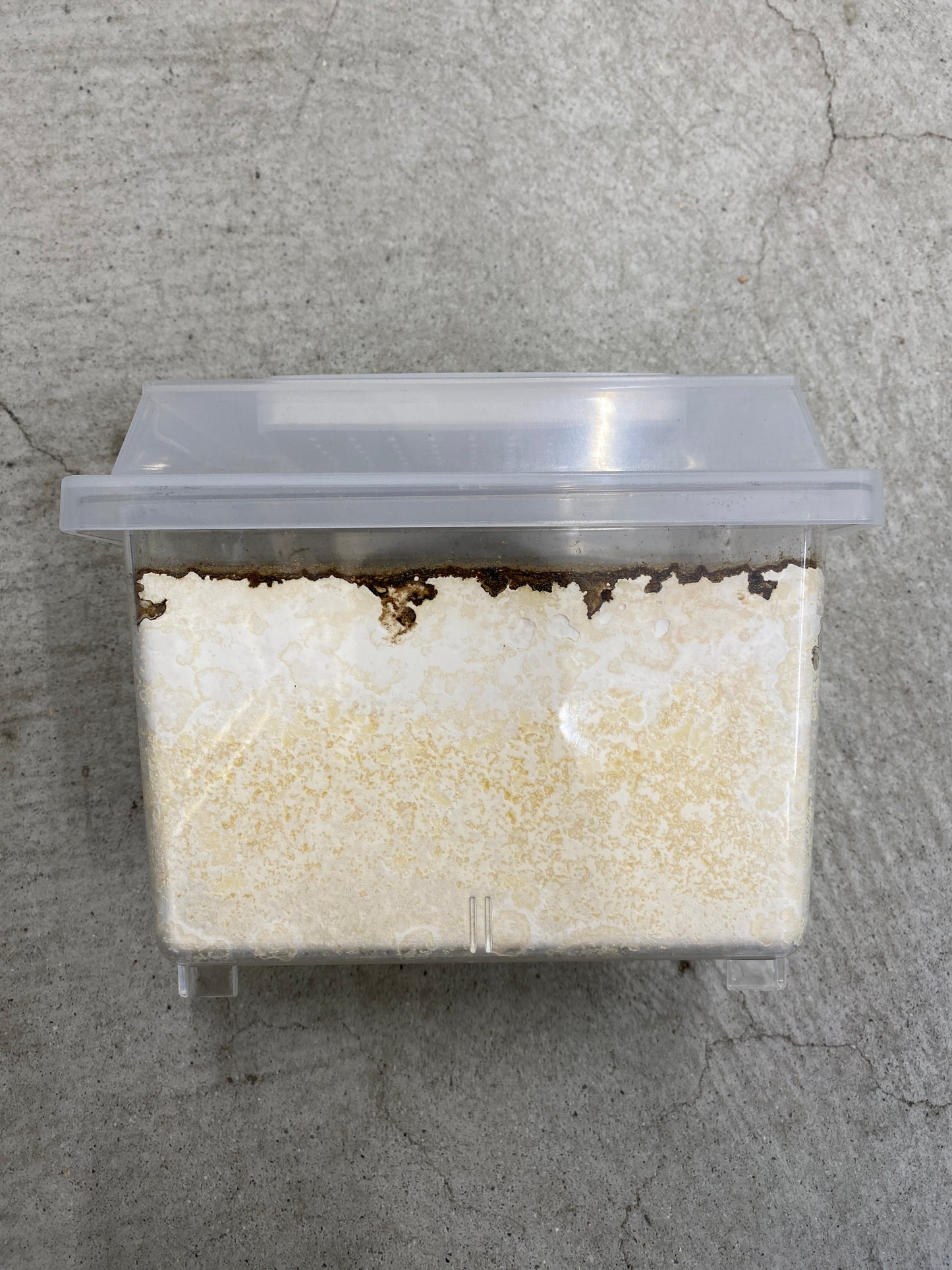 菌床産卵(コバエシャッターミニ)