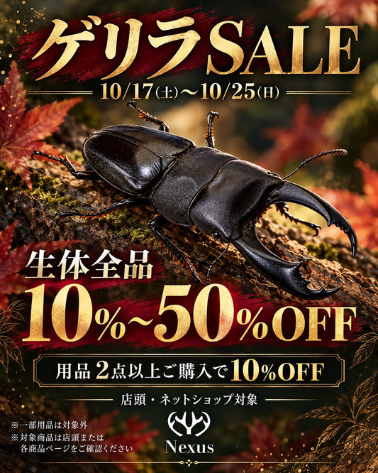 10月ゲリラセール開催中🎉