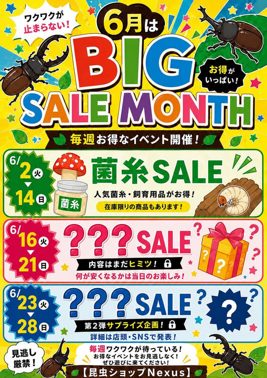 6月は「BIG SALE MONTH」開催🎉