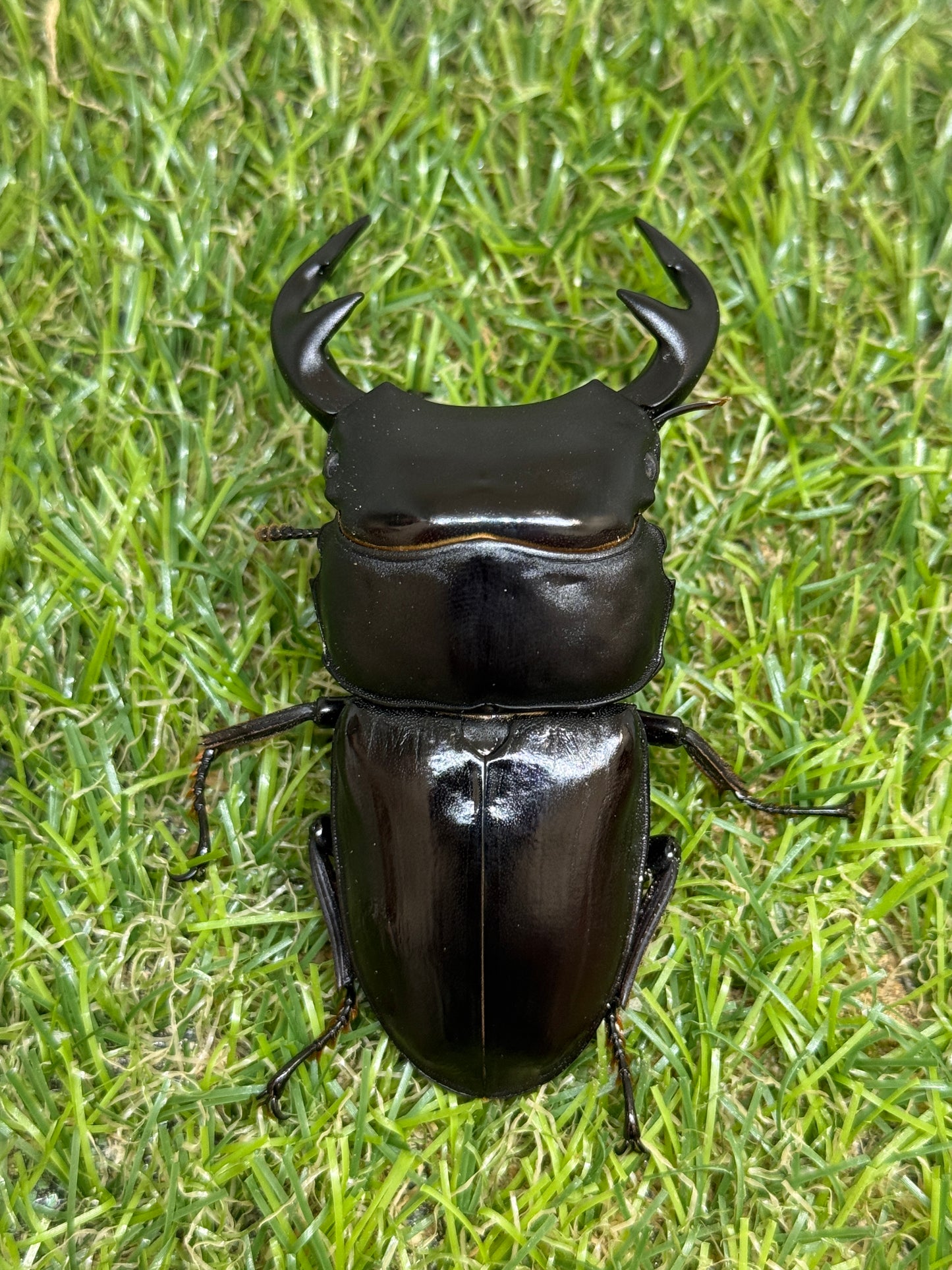 グランディスオオクワガタ　♂79.5mm成虫ペア