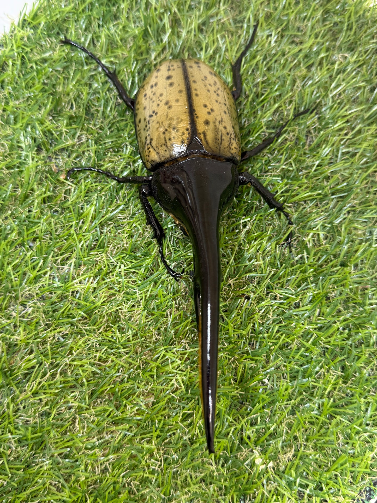 DH･ヘラクレス　♂151mm成虫ペア