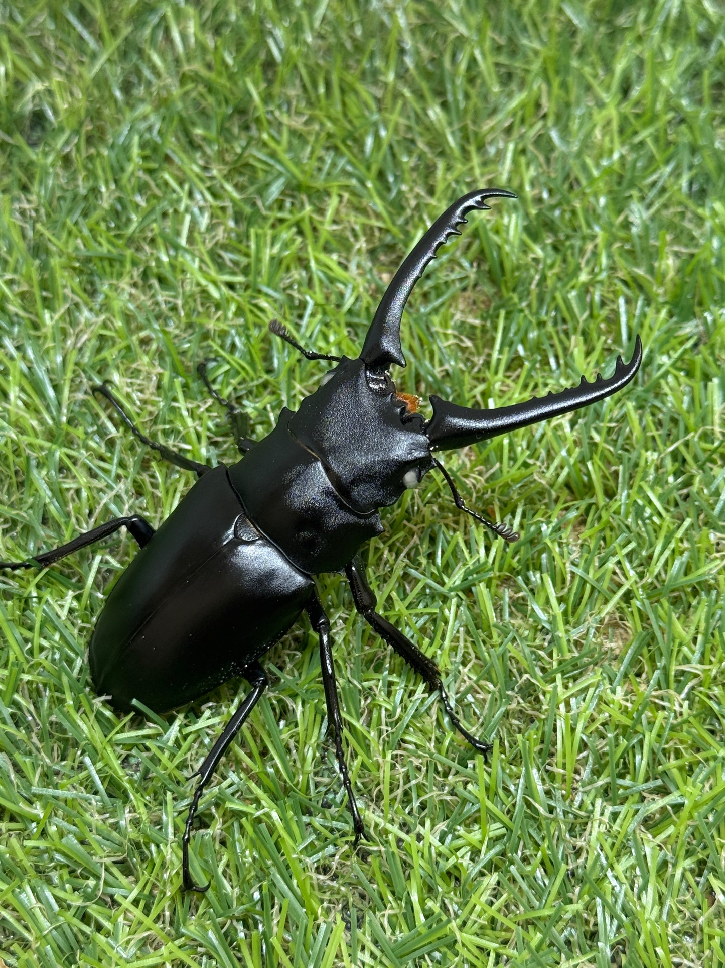 ギラファノコギリクワガタ(ホワイトアイ血統) ♂81.5mm成虫ペア