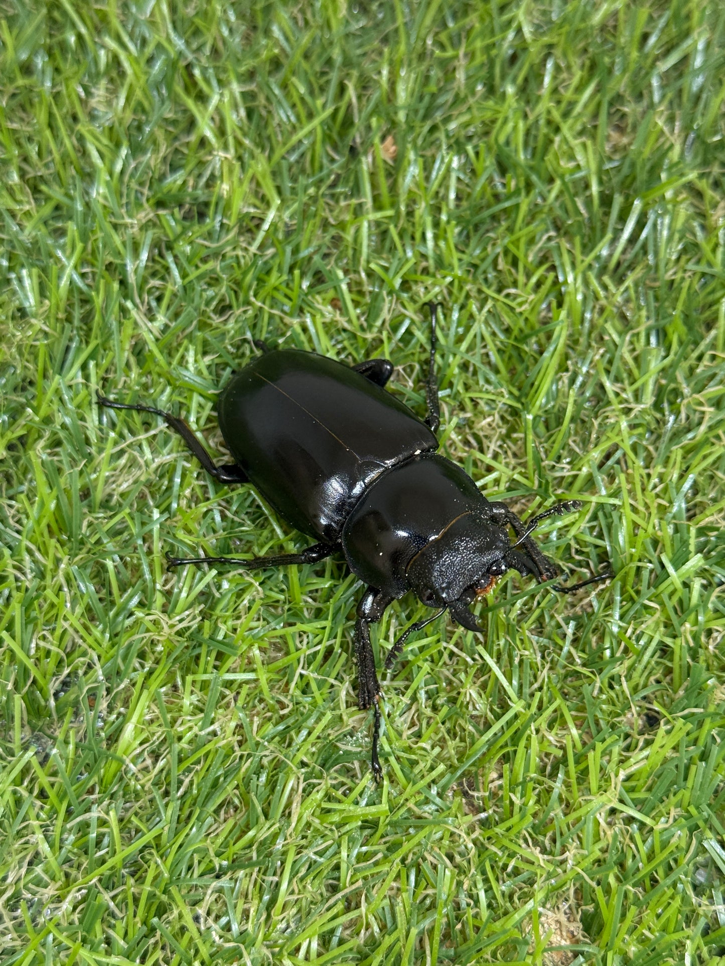 ギラファノコギリクワガタ　ケイスケ　♂107.5mm成虫ペア