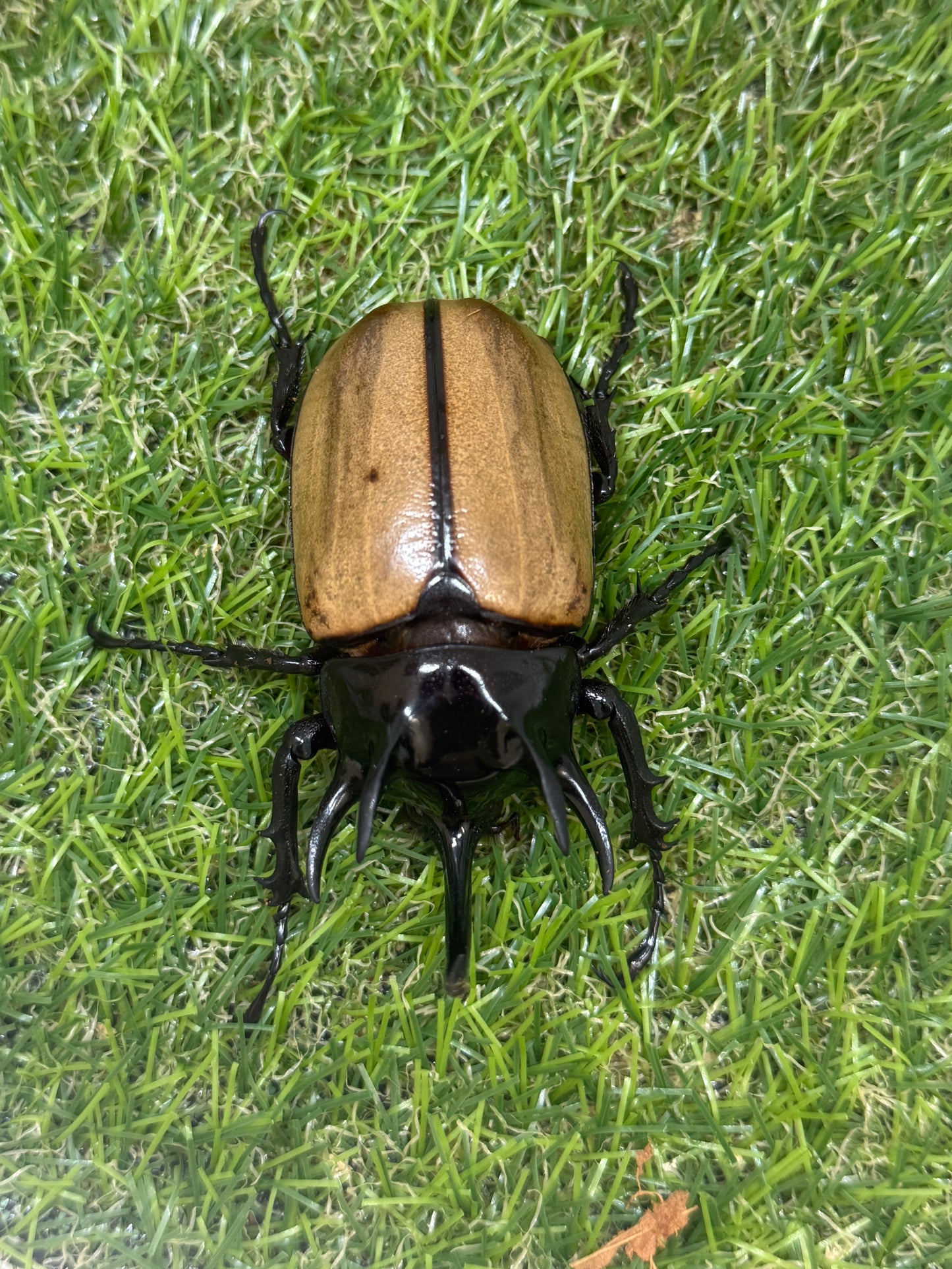 ゴホンヅノカブトWD　♂78mm成虫ペア