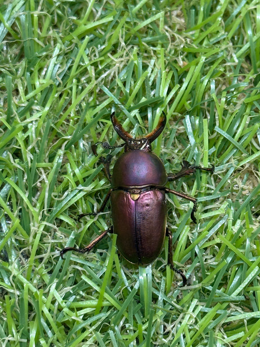 パプアキンイロクワガタ(マジョーラ血統)　freeサイズ成虫ペア