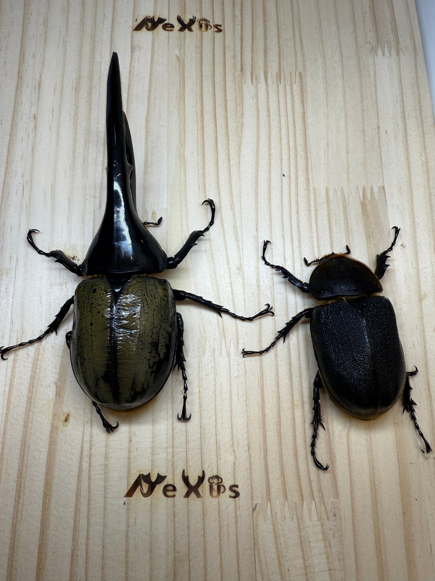 DH･ヘラクレス　♂141mm成虫ペア