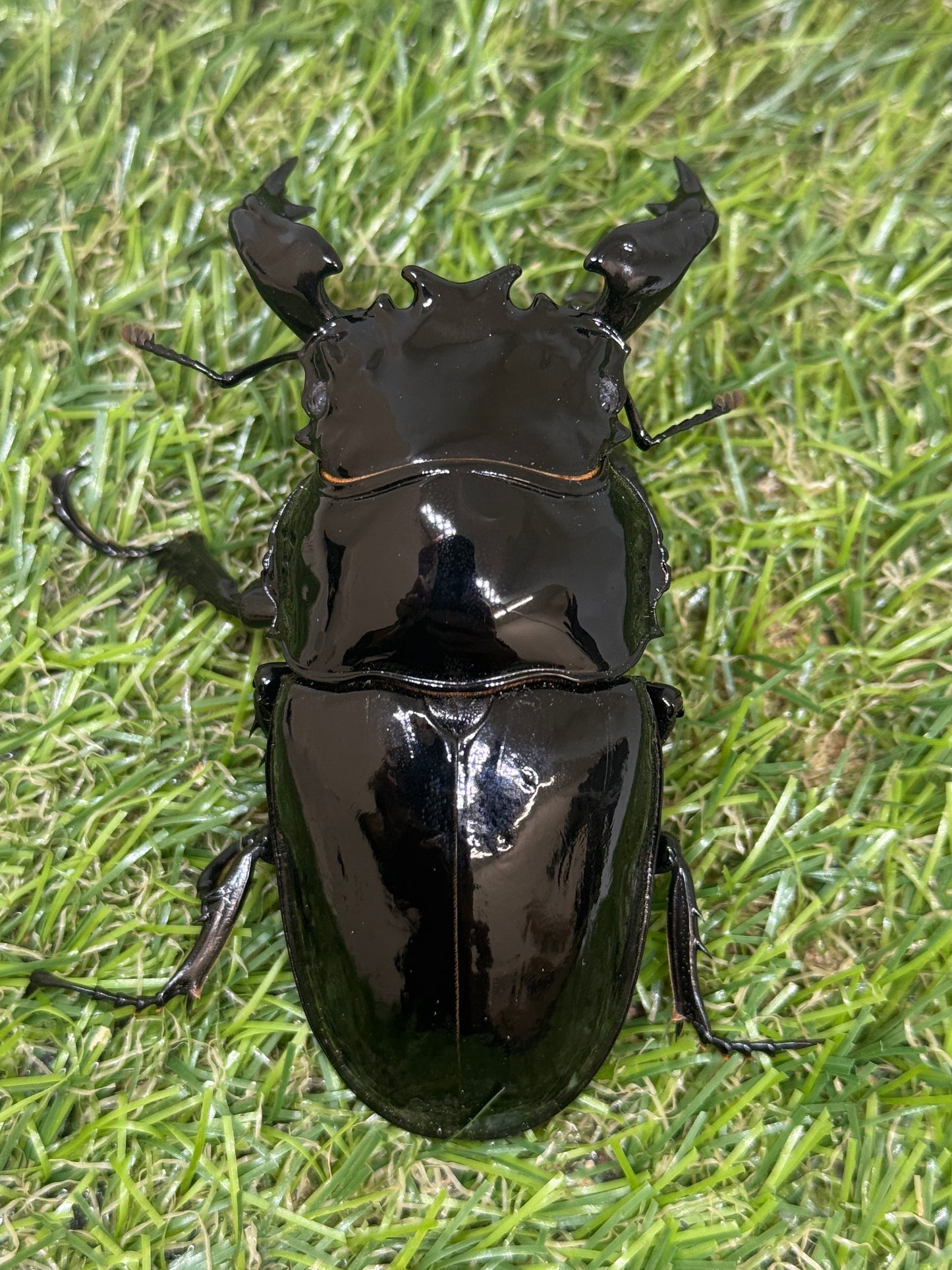 タランドゥスオオツヤクワガタ　♂86.4mm成虫ペア