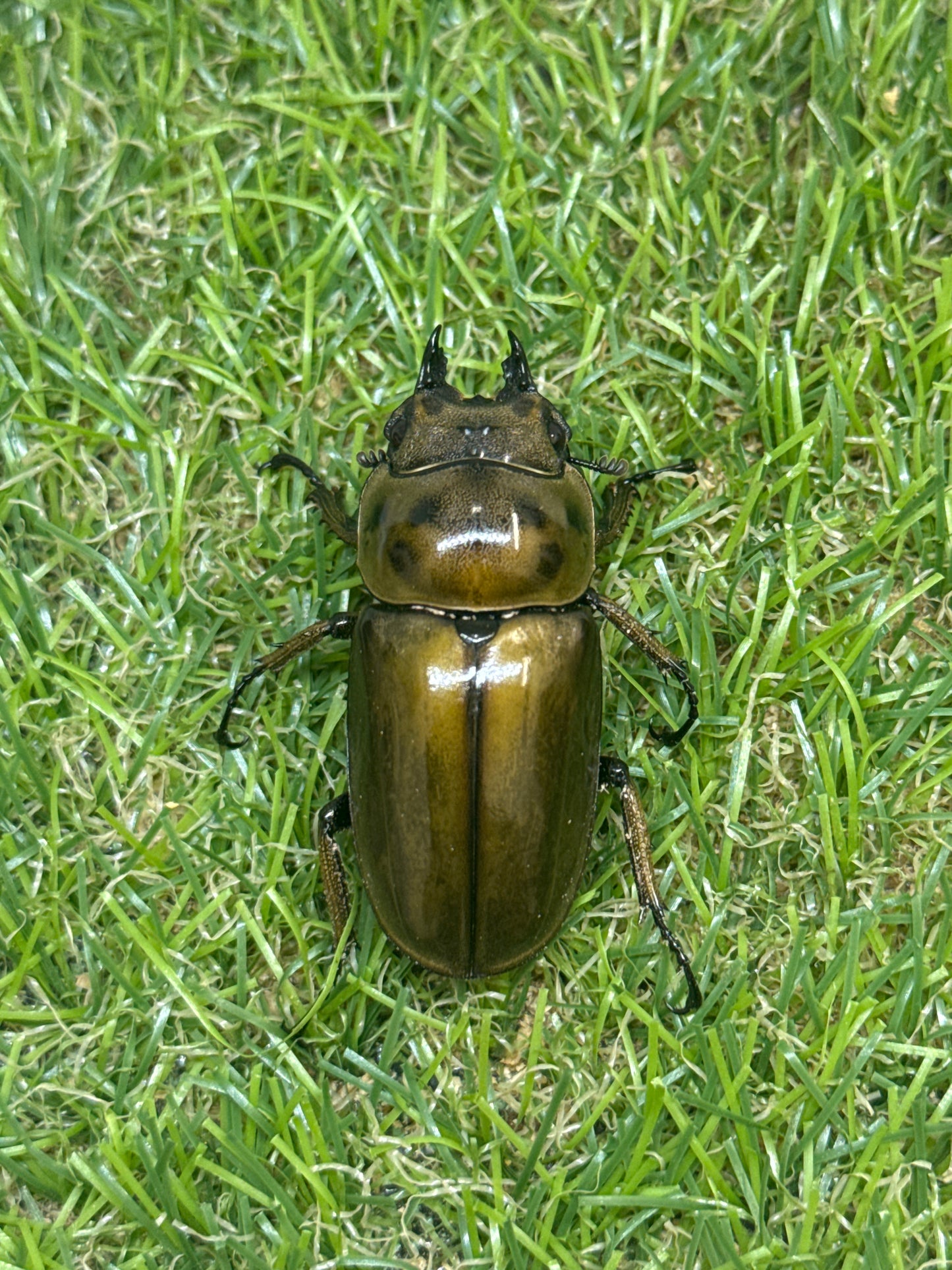 ババオウゴンオニクワガタ　♂52mm成虫ペア